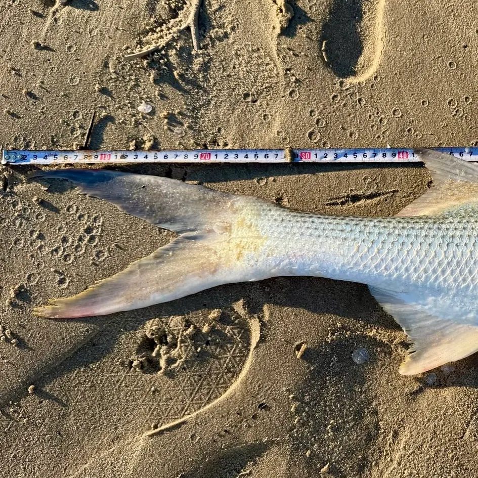 King threadfin caught on Fishbrain