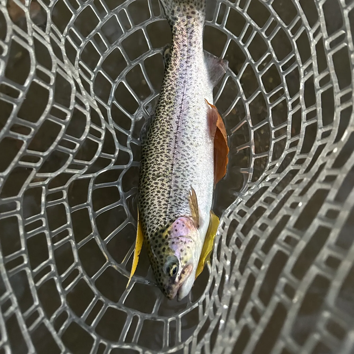 Rainbow trout caught on Fishbrain