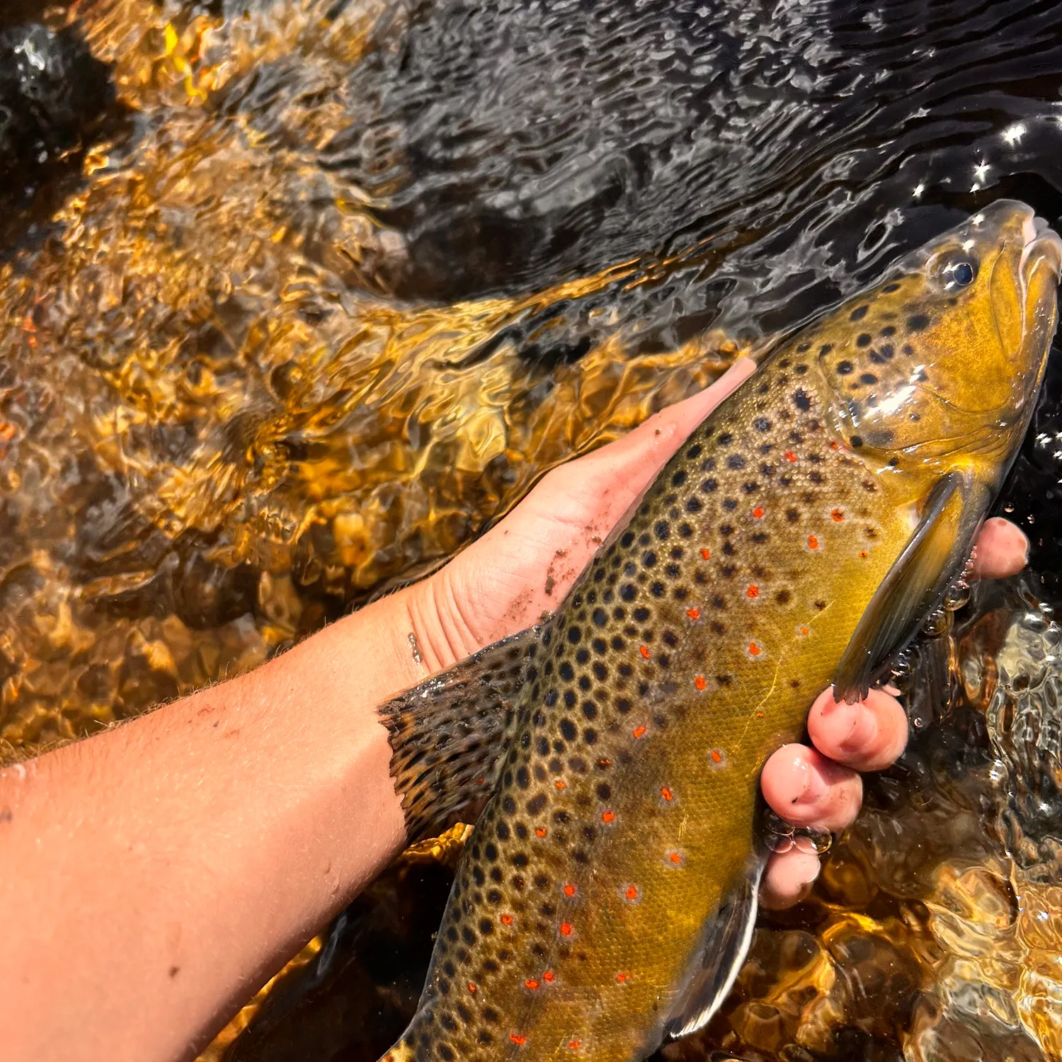 Brown trout caught on Fishbrain