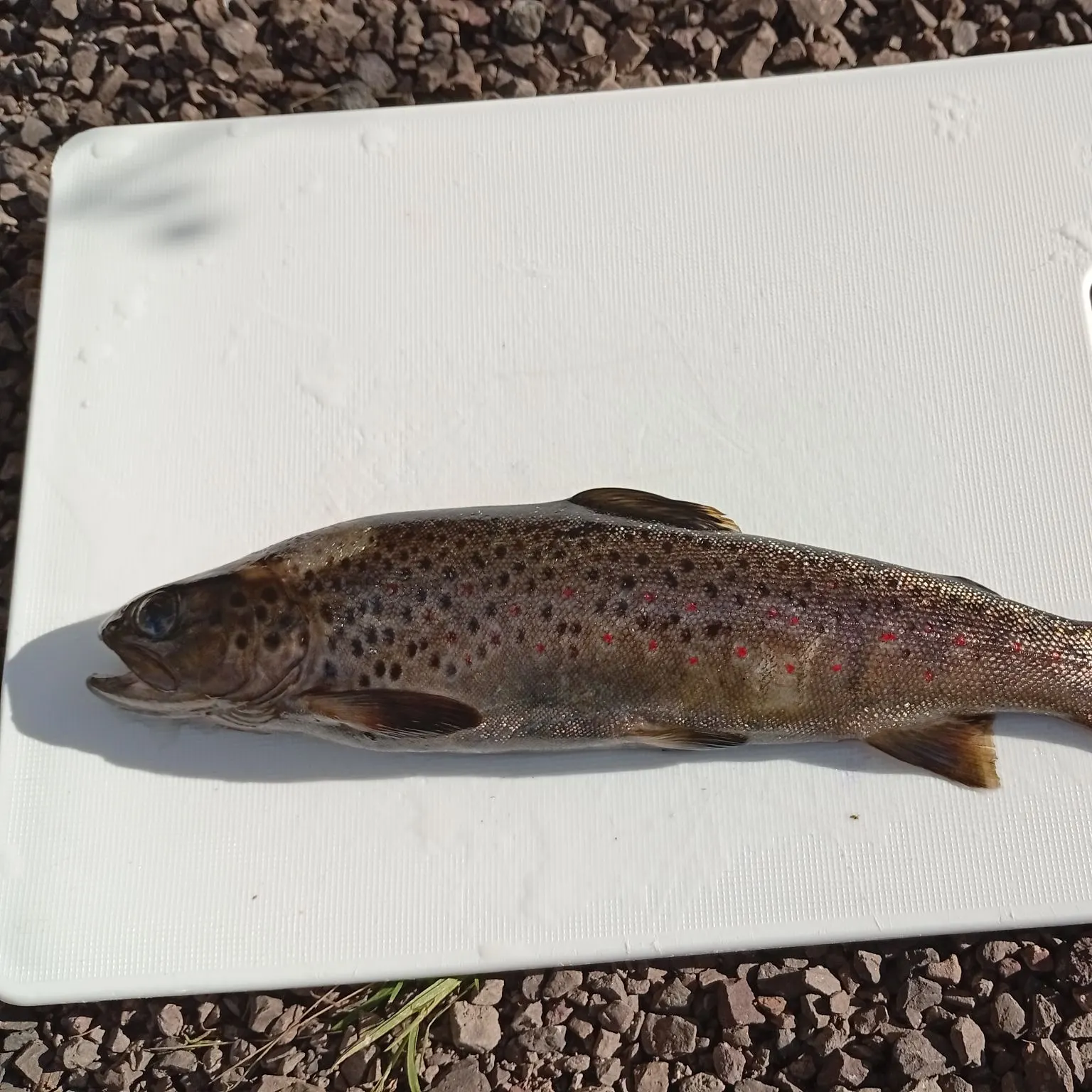 The most recent Brown trout catches on Fishbrain