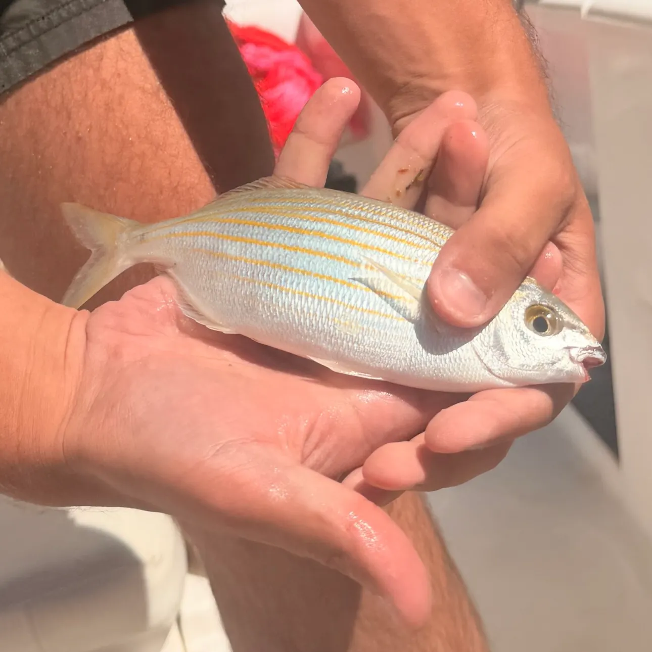Salema porgy caught on Fishbrain