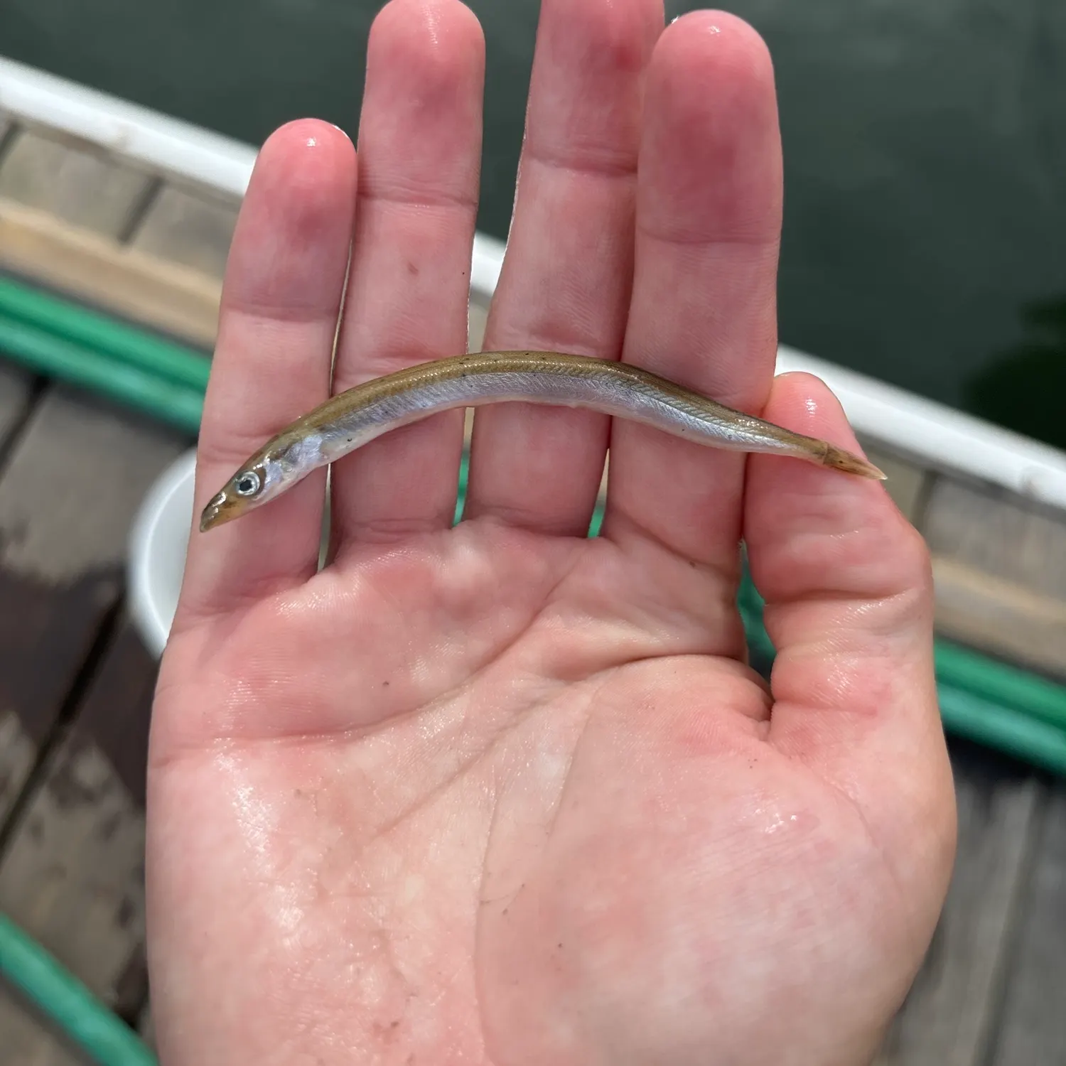 The most recent American sand lance catches on Fishbrain