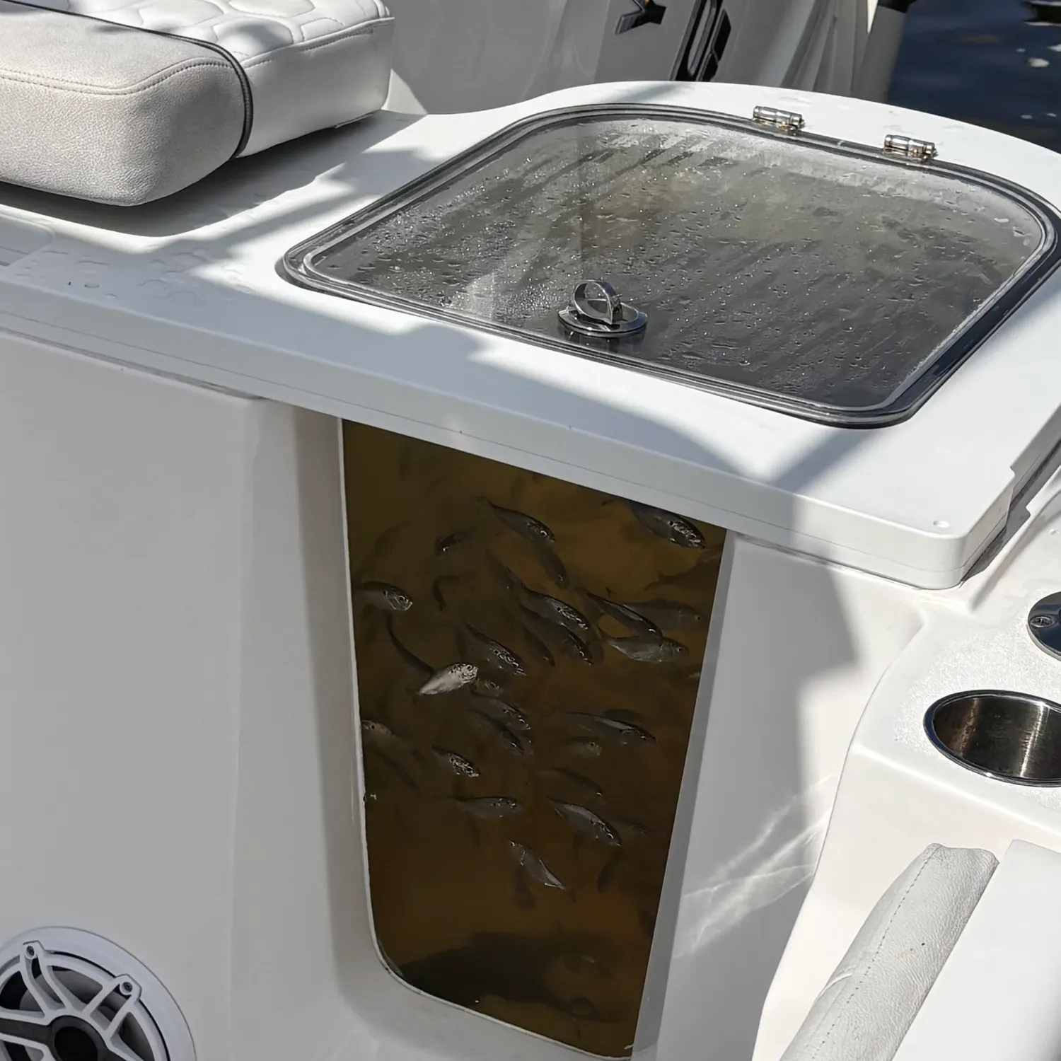 Gulf menhaden caught on Fishbrain