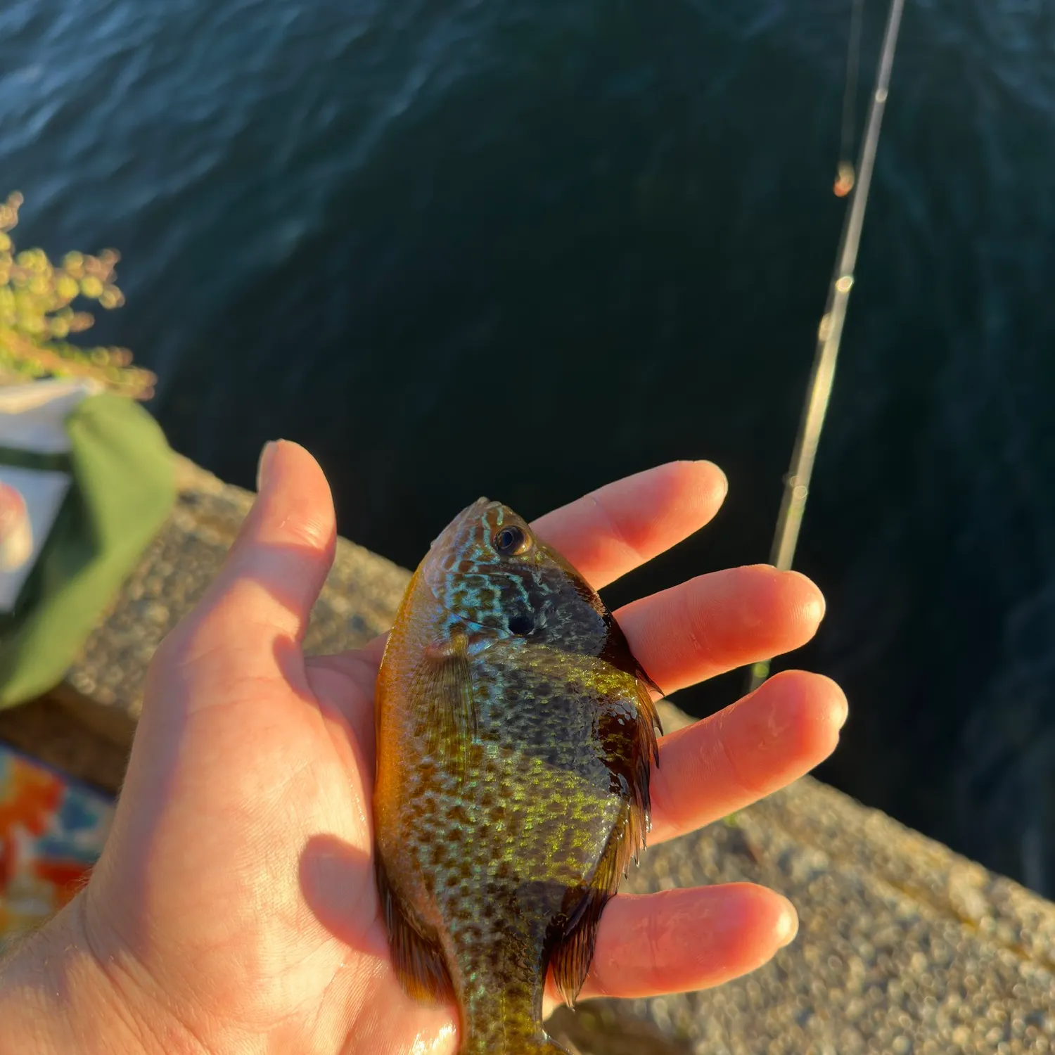 Pumpkinseed caught on Fishbrain