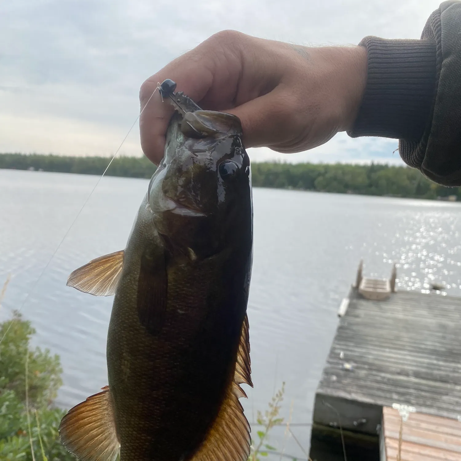 Smallmouth bass caught on Fishbrain