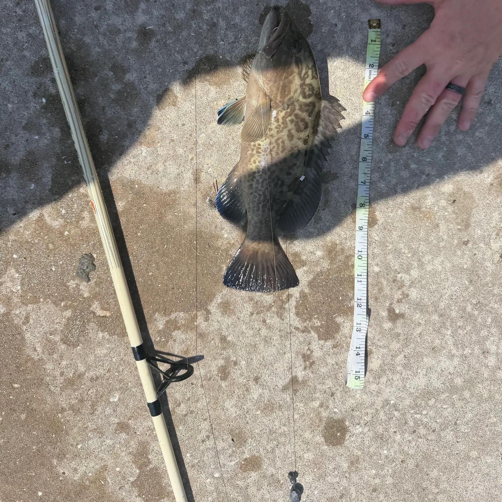 Black grouper caught on Fishbrain