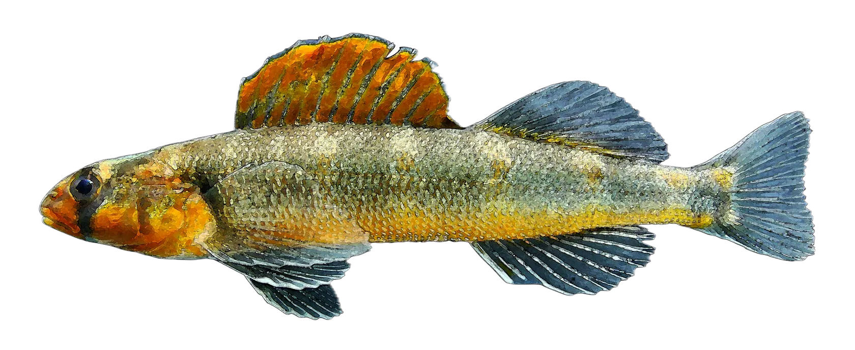 Gilt darter