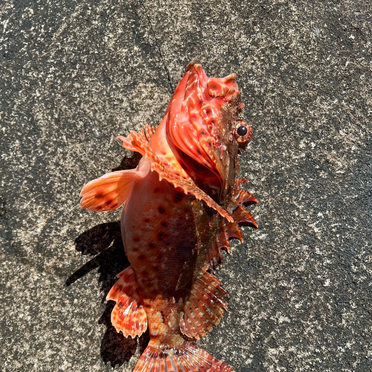 The most recent Eastern red scorpionfish catches on Fishbrain