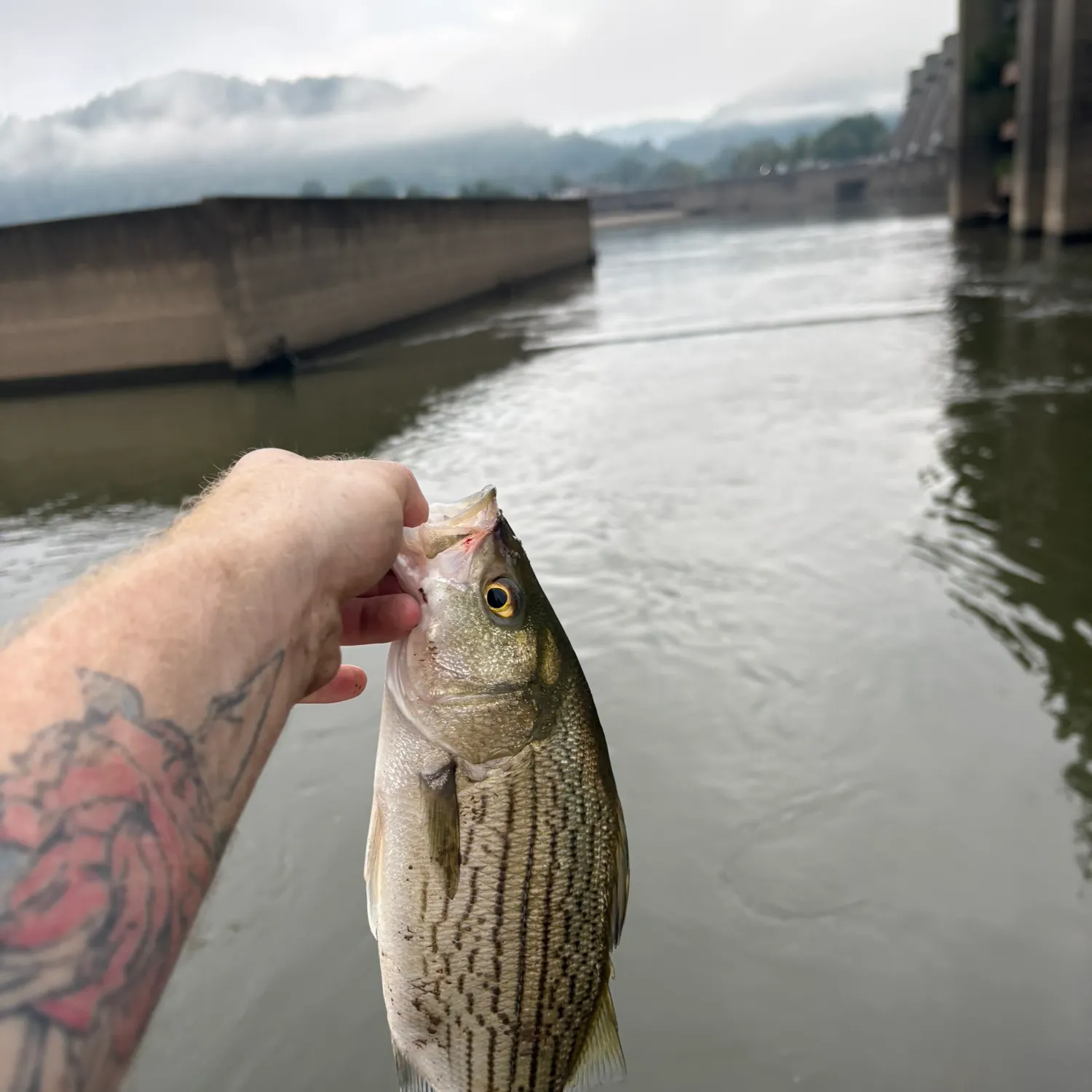 Fish caught on Fishbrain