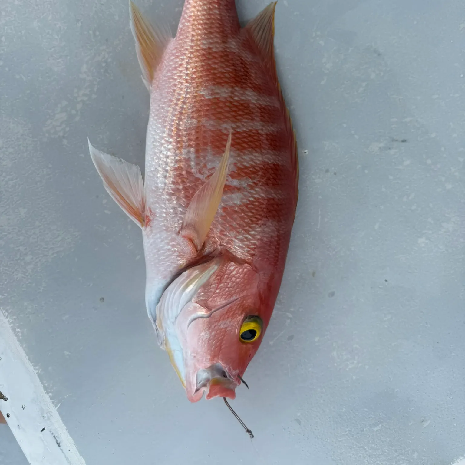 The most recent Queen Snapper catches on Fishbrain