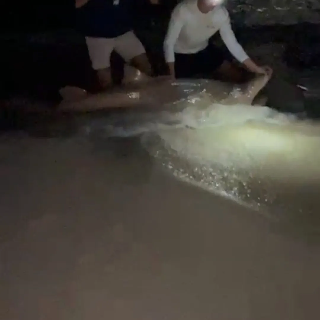 Sand tiger shark caught on Fishbrain