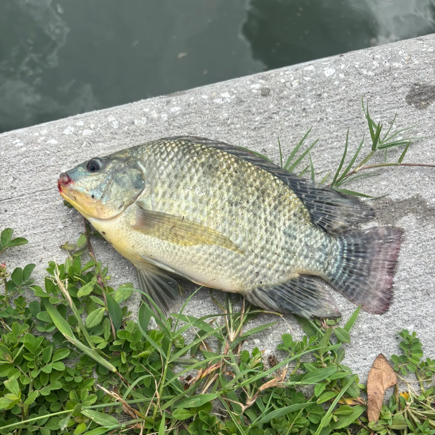 Blue tilapia caught on Fishbrain