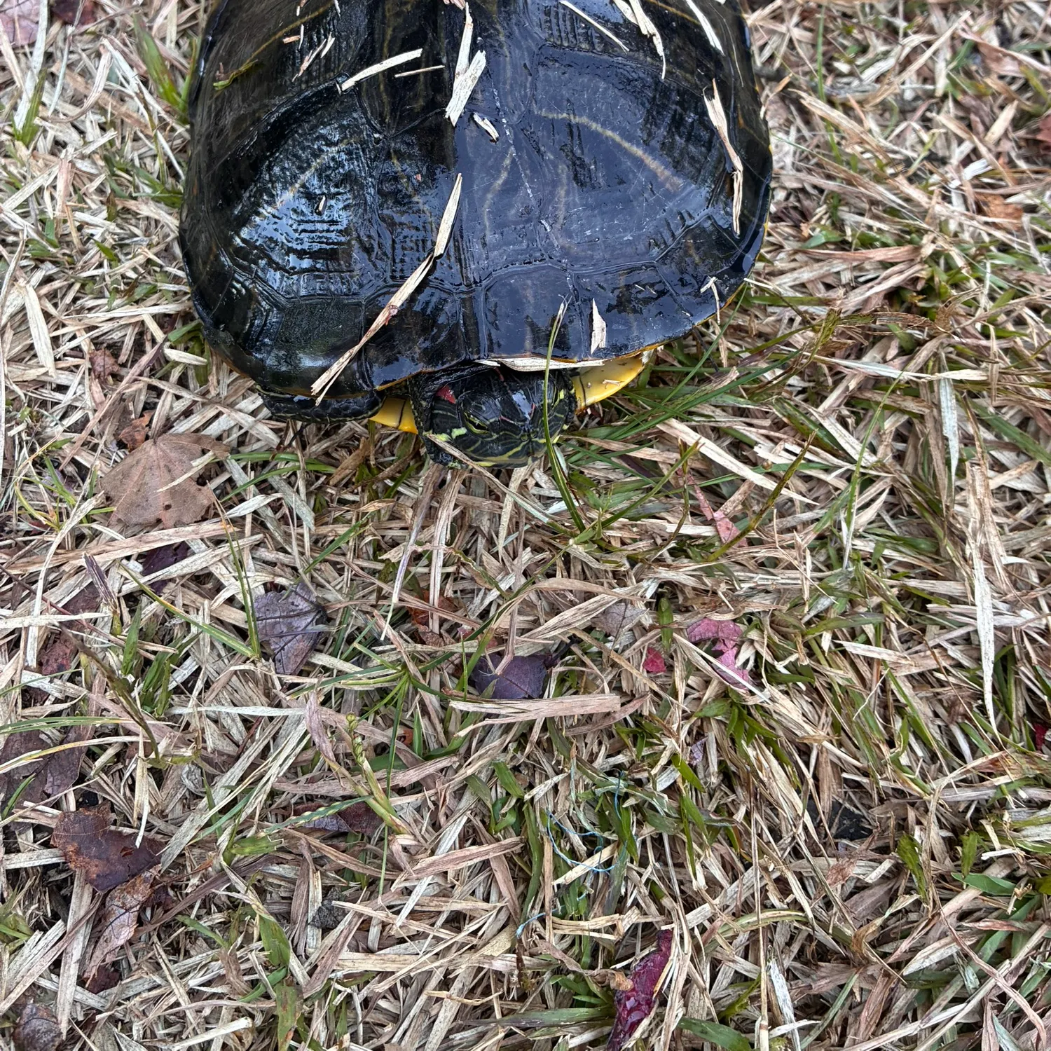 The most recent Painted turtle catches on Fishbrain