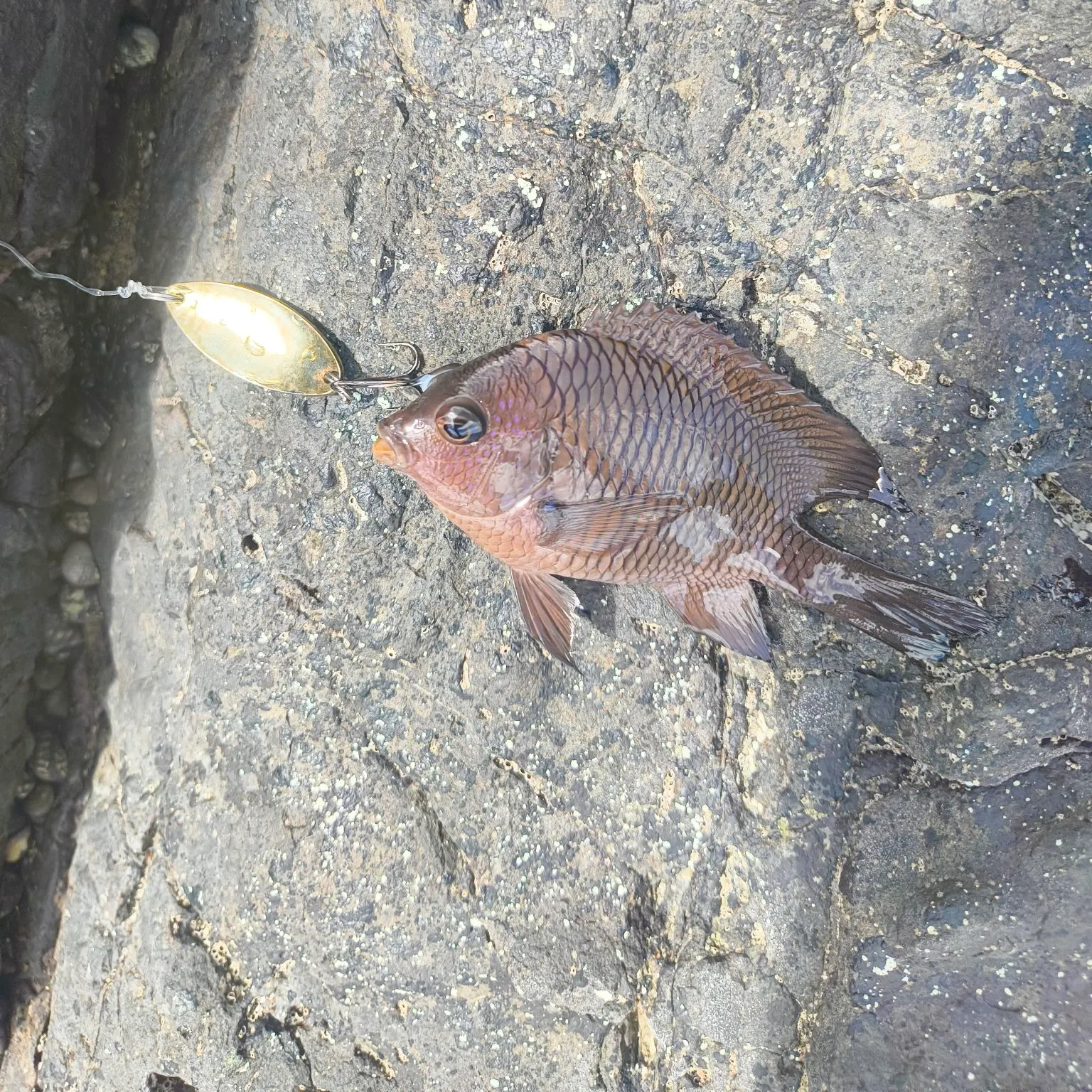 The most recent Dusky damselfish catches on Fishbrain