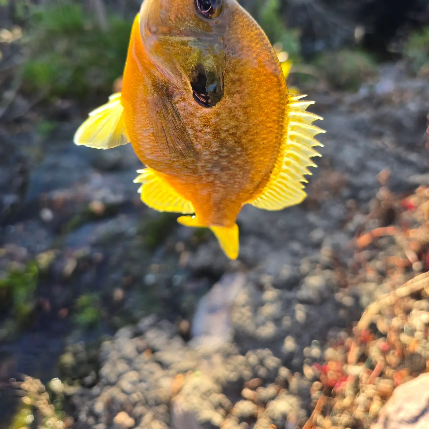 Greengill hybrid caught on Fishbrain