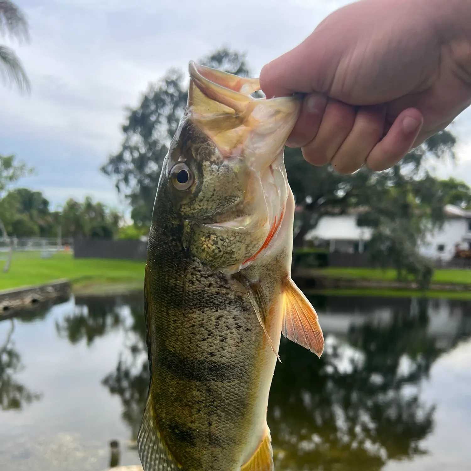 Butterfly peacock bass caught on Fishbrain