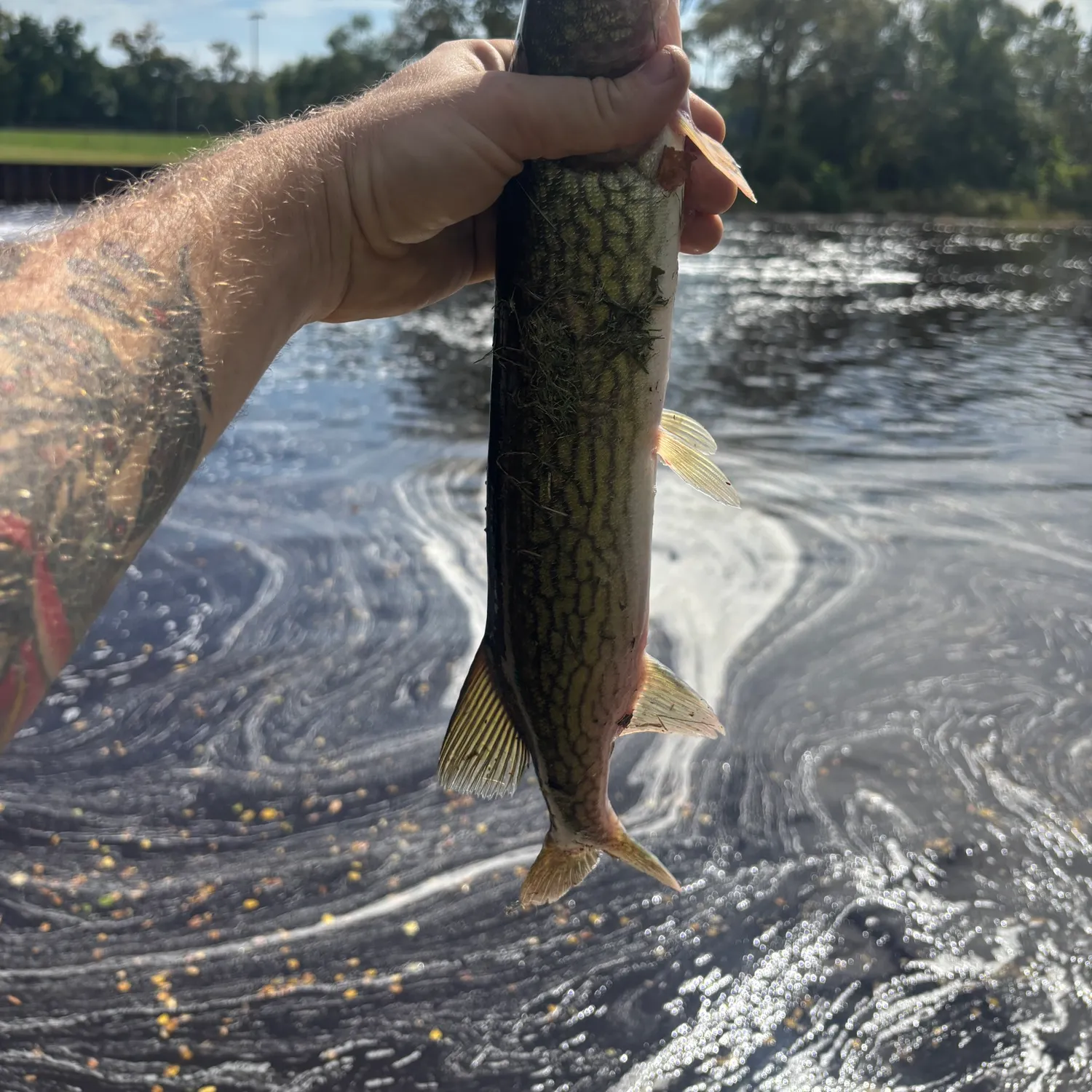 Chain pickerel caught on Fishbrain