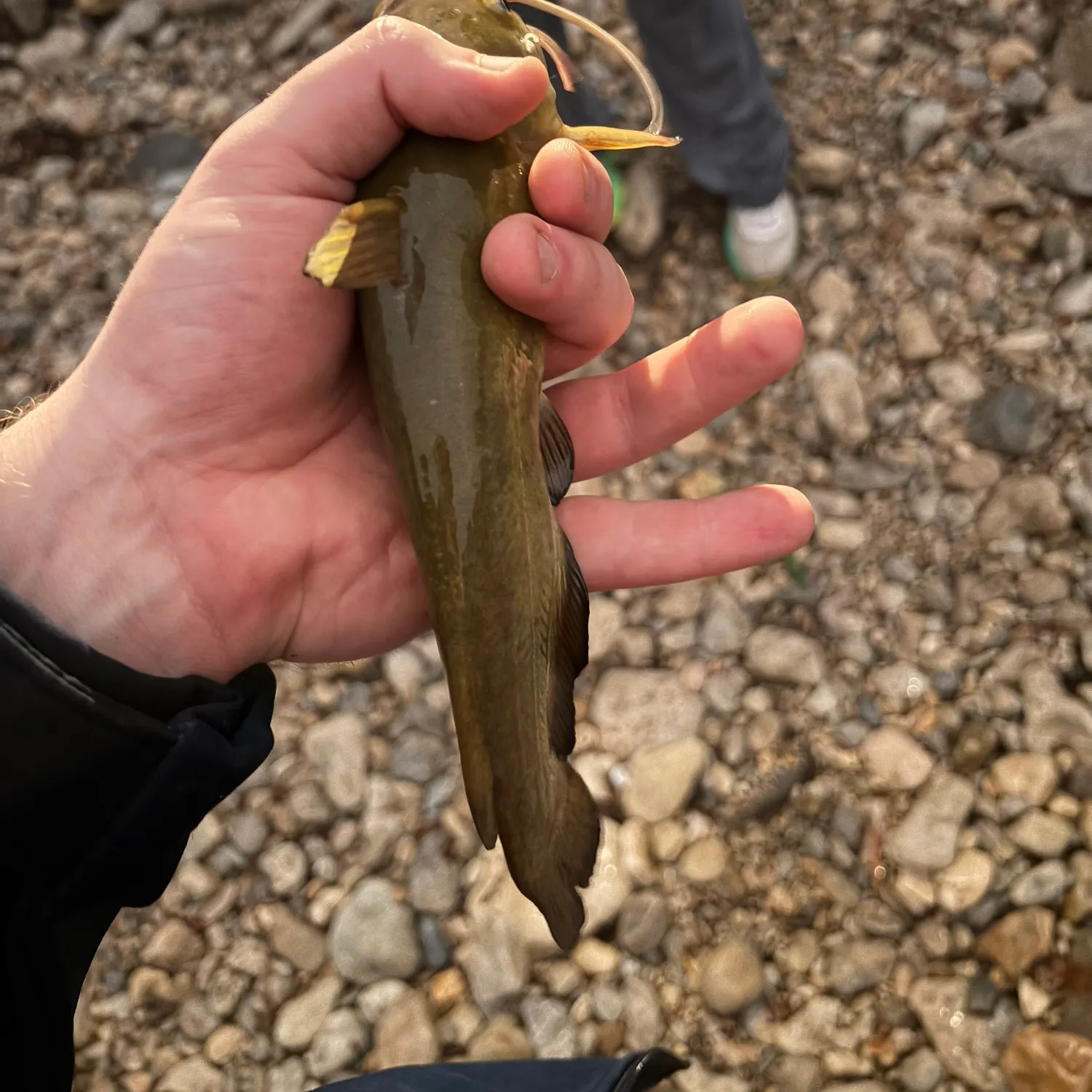 Yellow bullhead caught on Fishbrain