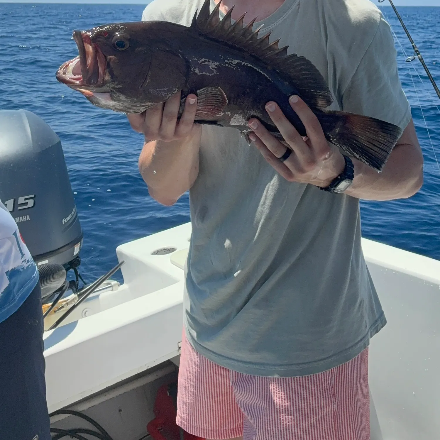The most recent Snowy grouper catches on Fishbrain
