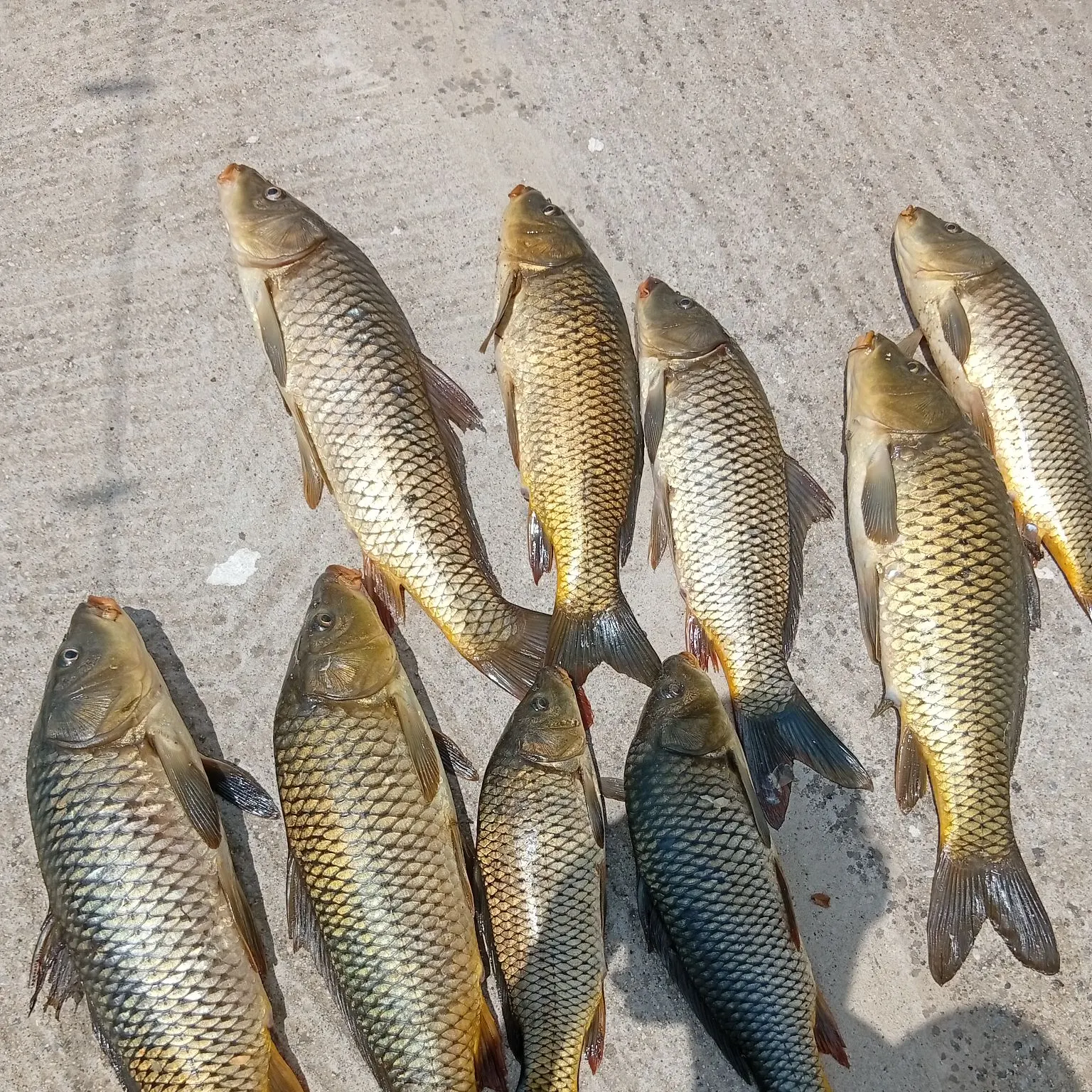 Common carp caught on Fishbrain