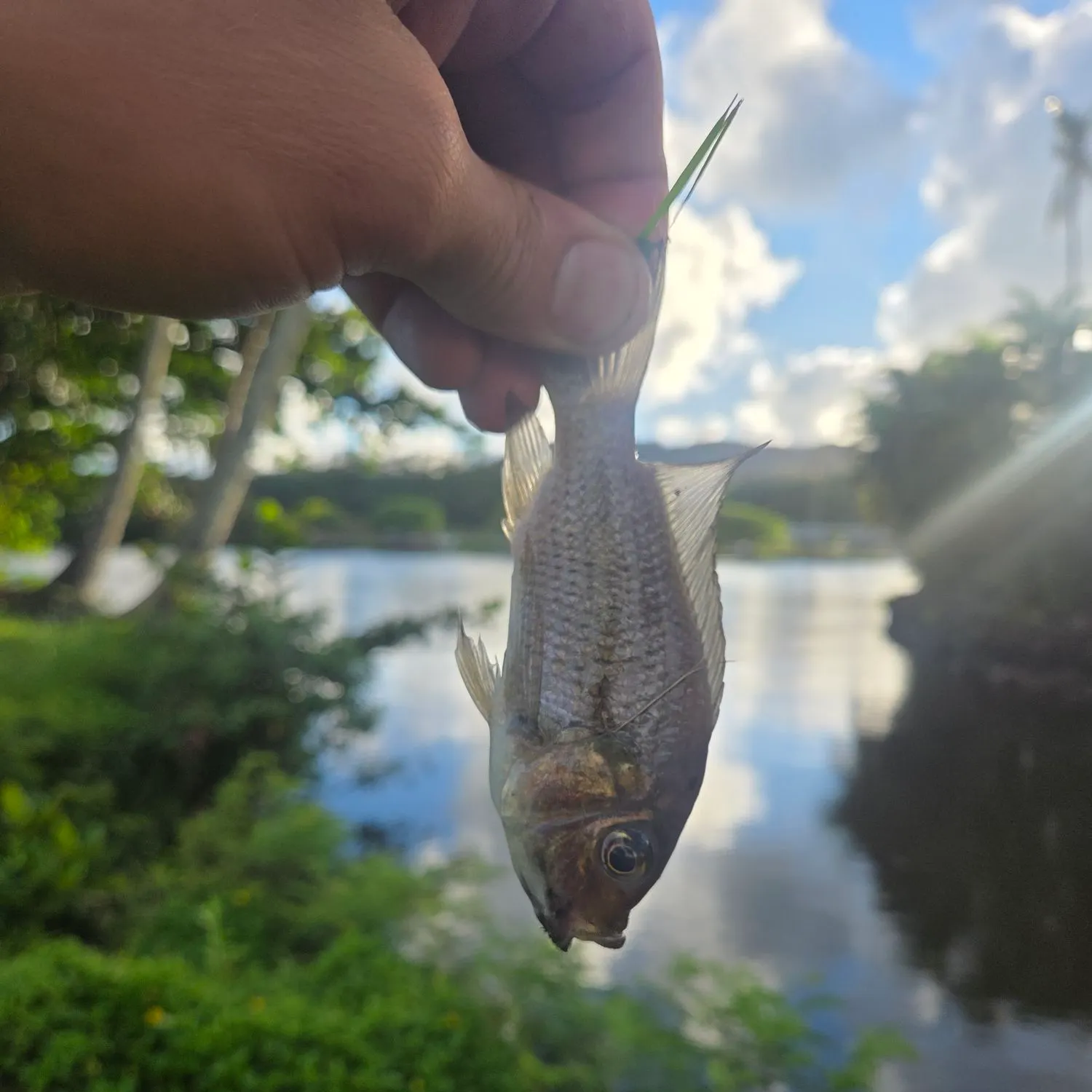 Fish caught on Fishbrain