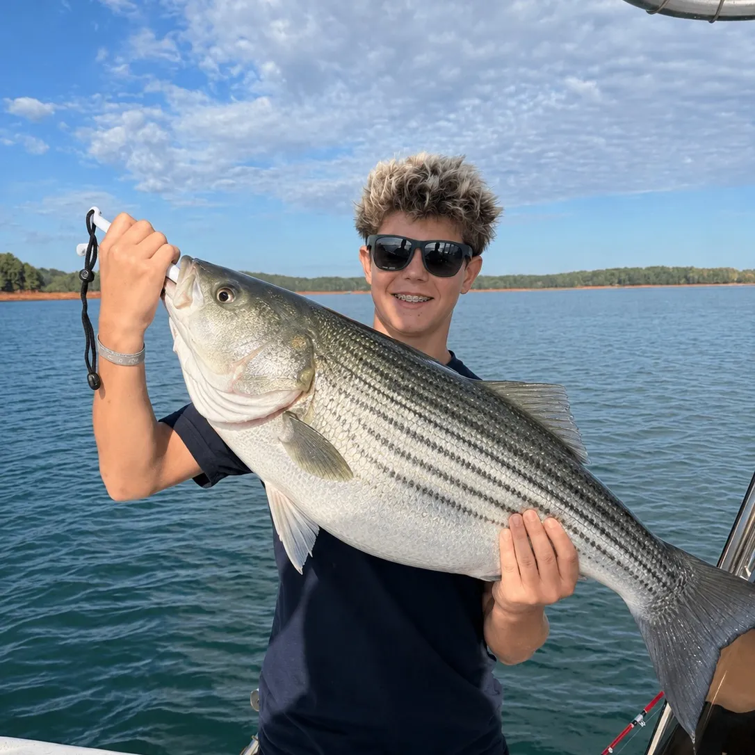 Striped bass caught on Fishbrain