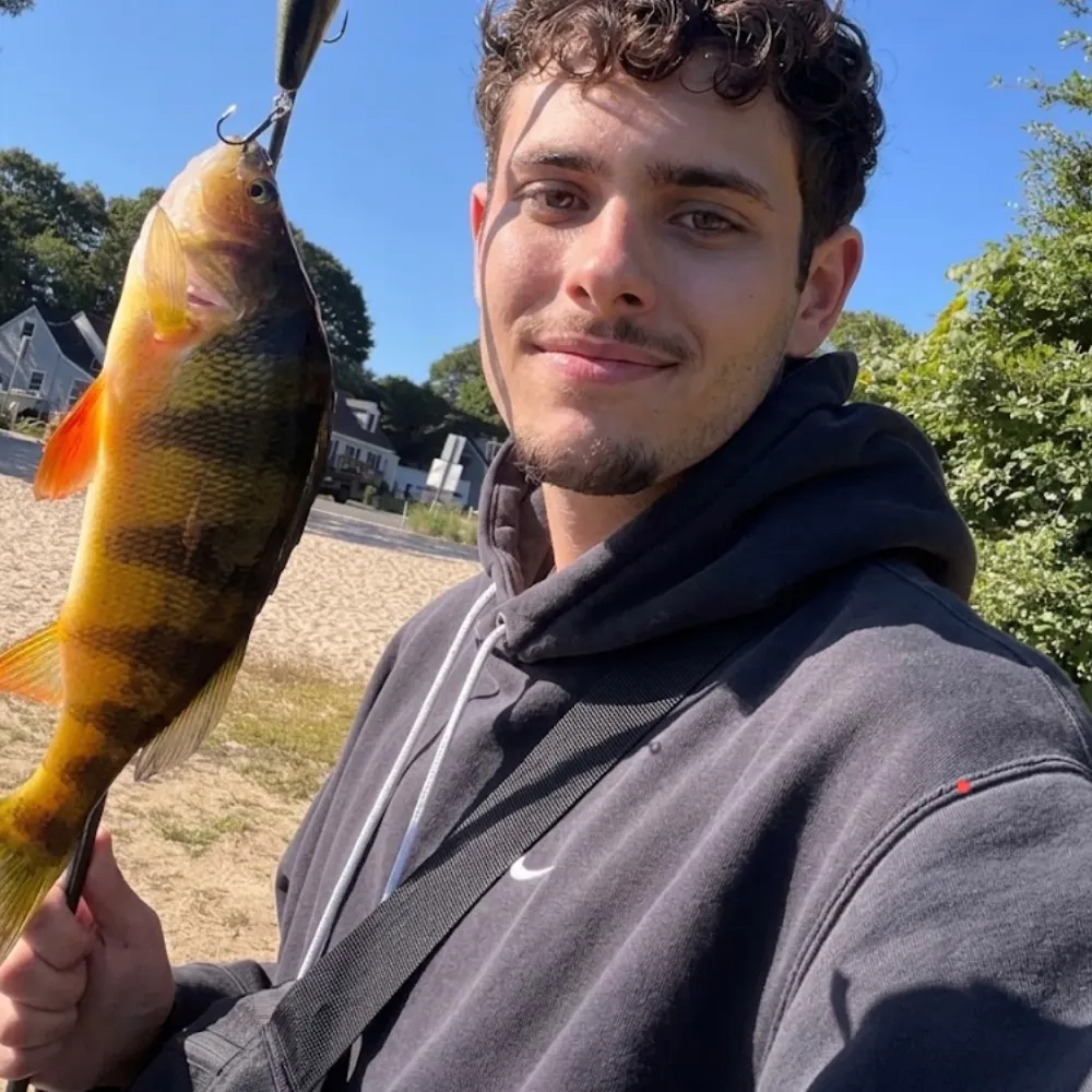 Yellow perch caught on Fishbrain