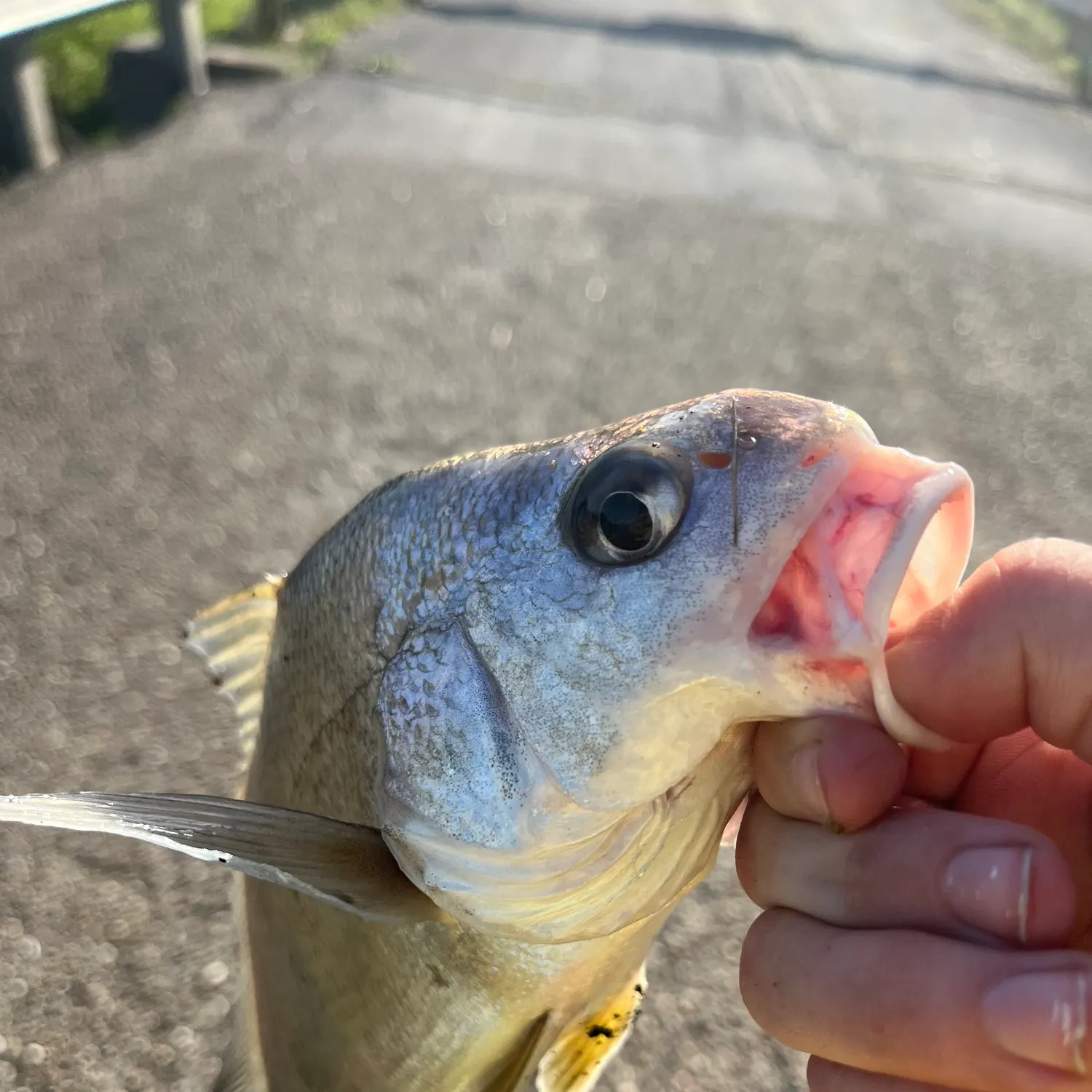 most liked catch image