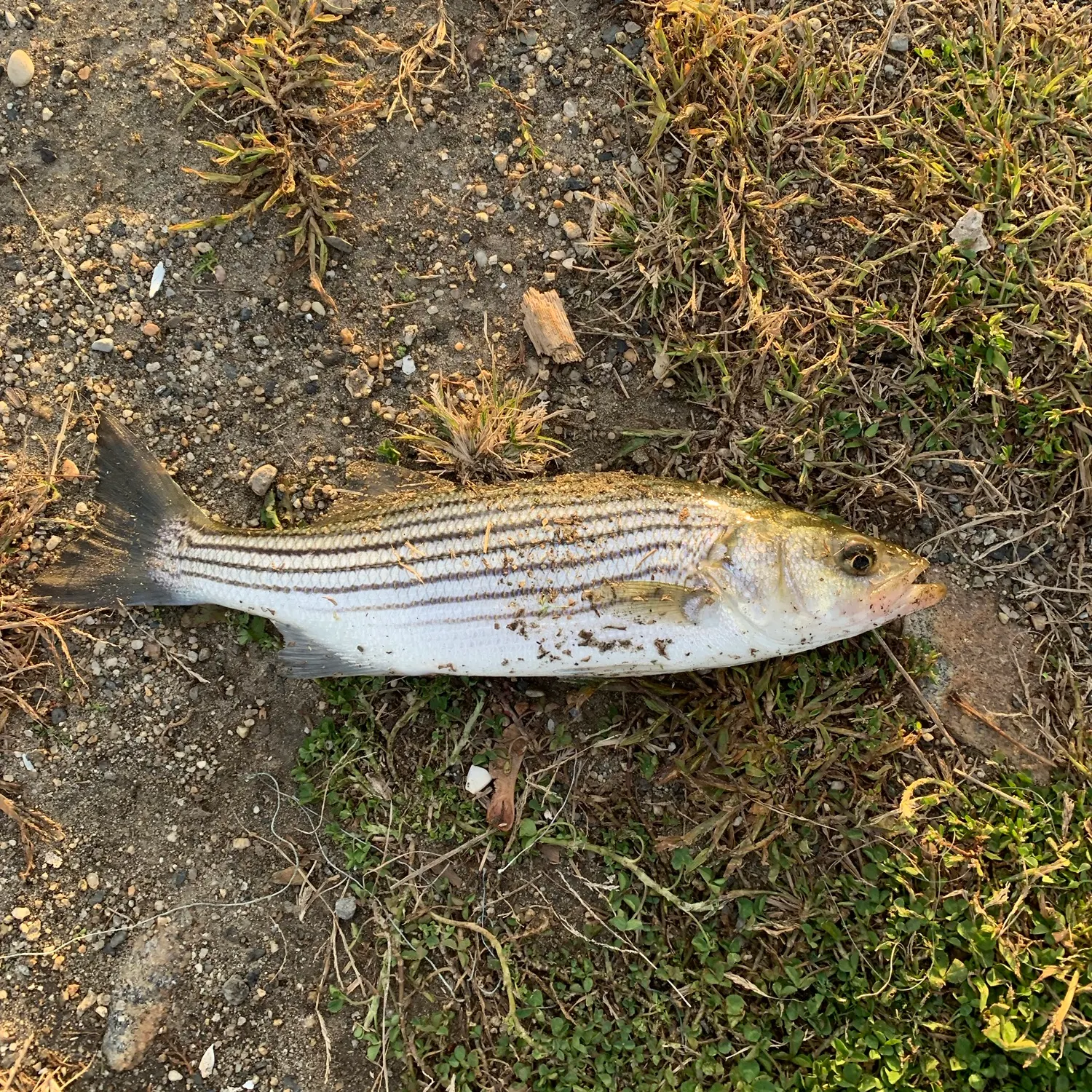 Striped bass caught on Fishbrain