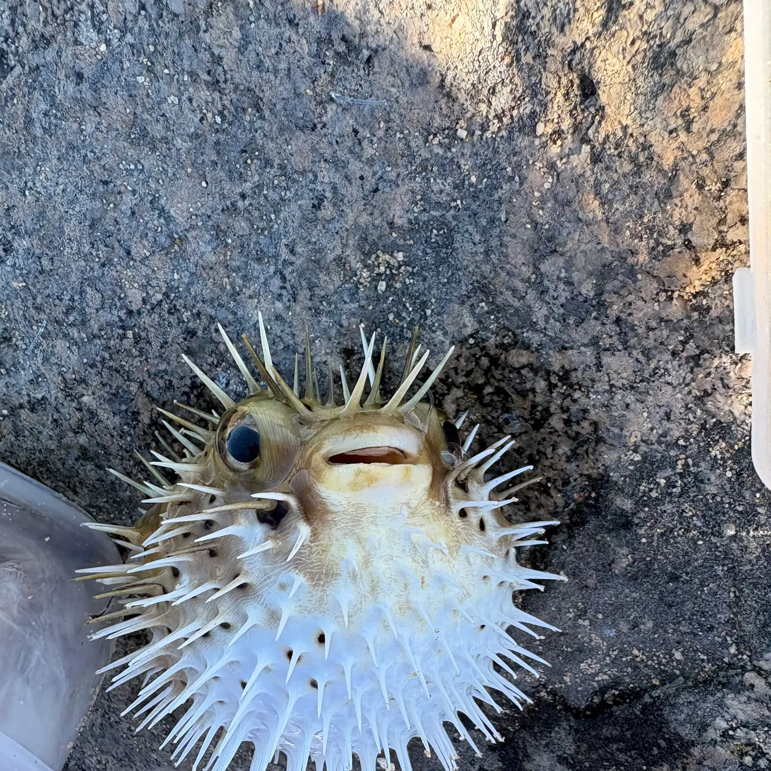 The most recent Spot-fin porcupinefish catches on Fishbrain
