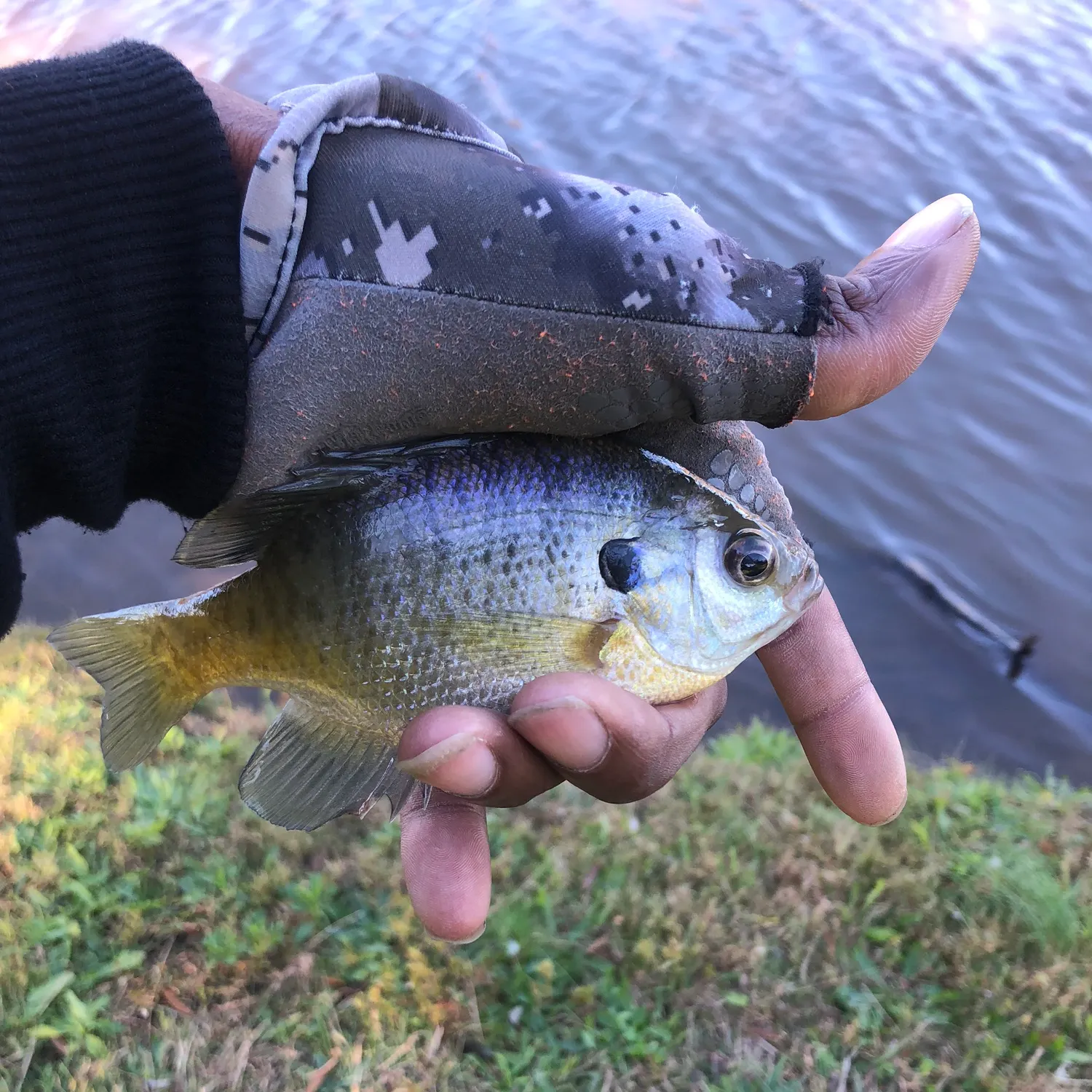 Bluegill caught on Fishbrain