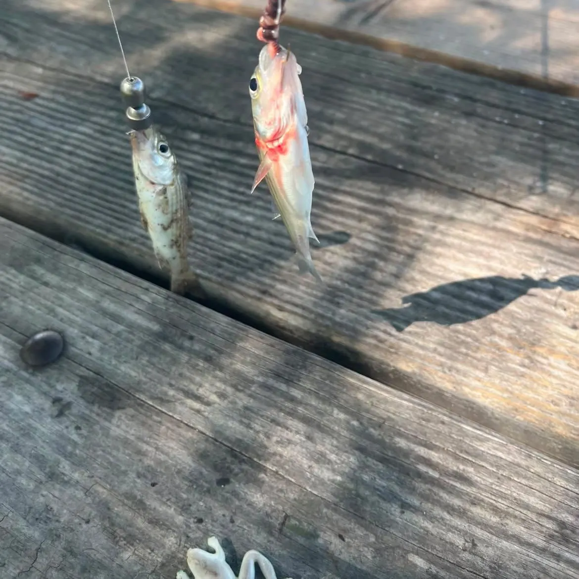 Spotted bass caught on Fishbrain