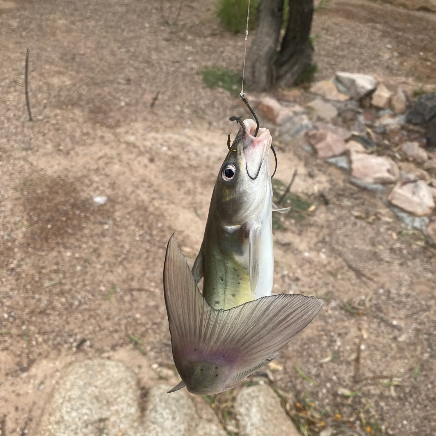 Channel catfish caught on Fishbrain