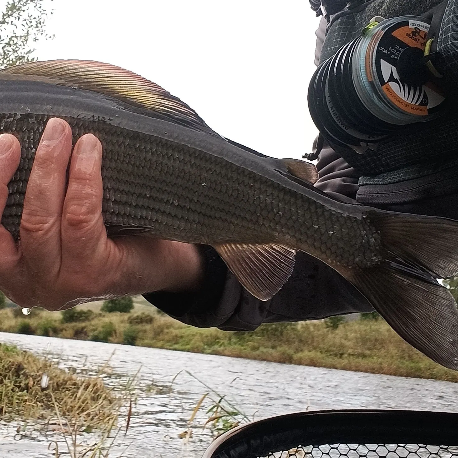 The most recent European grayling catches on Fishbrain