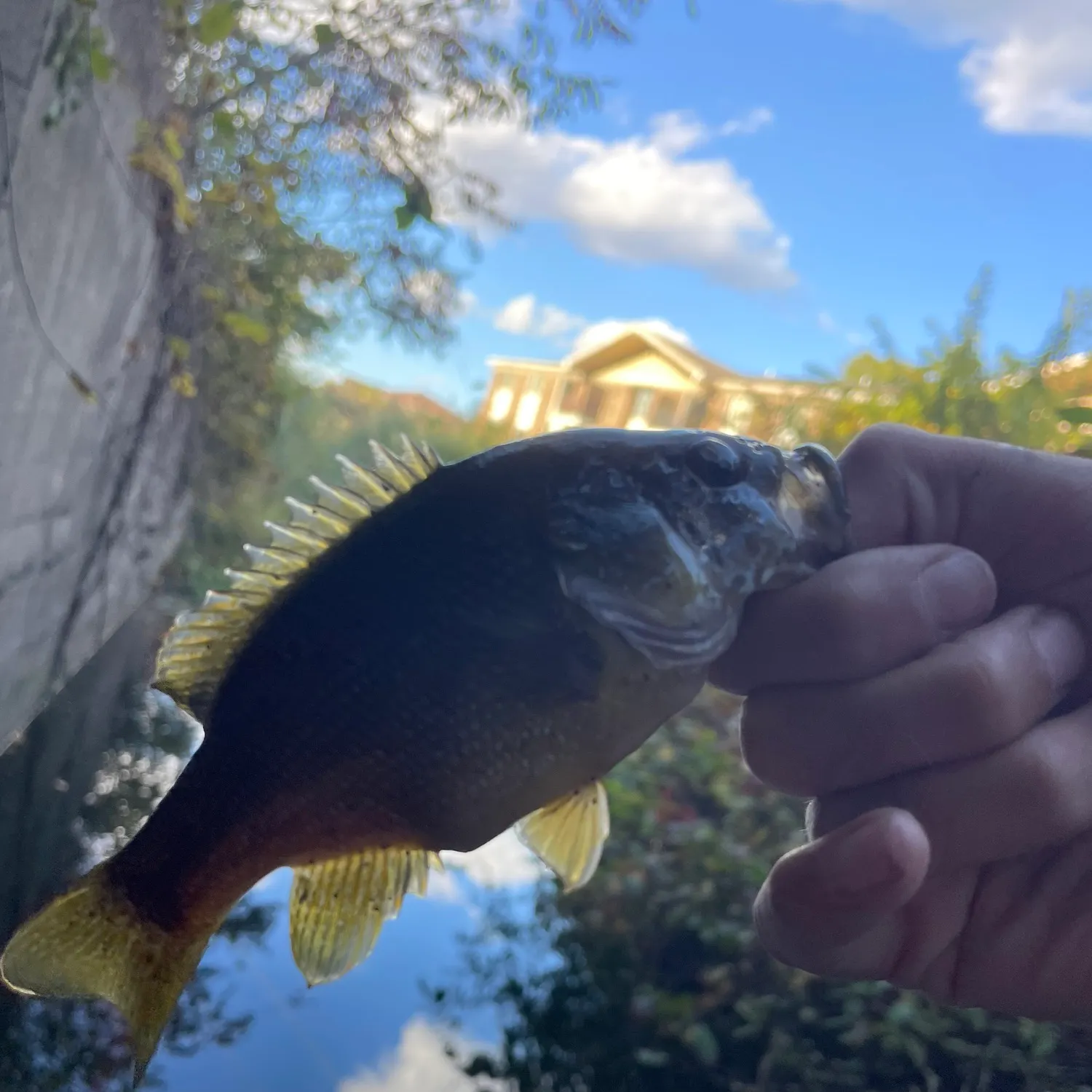 Green sunfish caught on Fishbrain