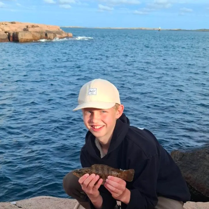 The most recent Ballan wrasse catches on Fishbrain