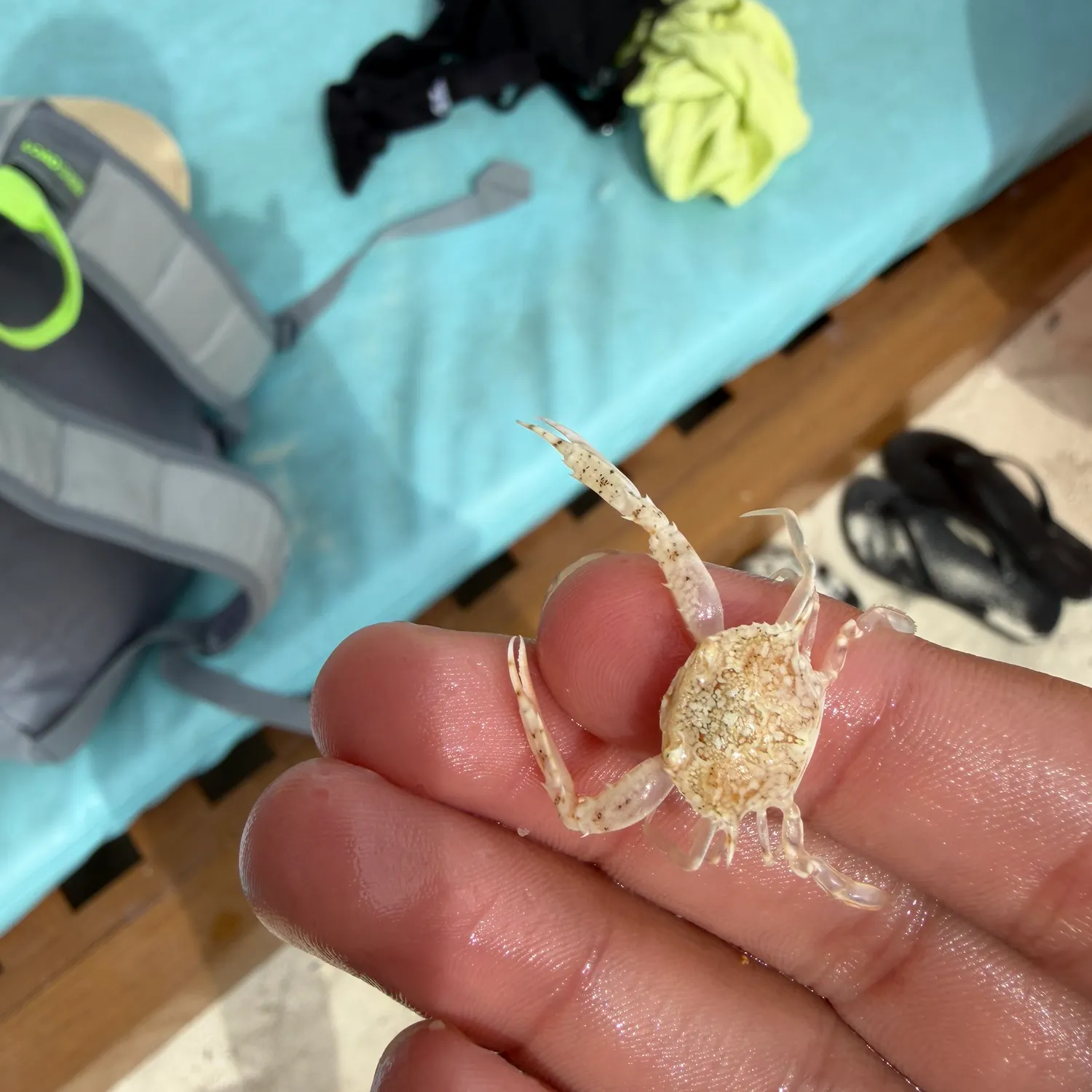 The most recent Spotted reef crab catches on Fishbrain