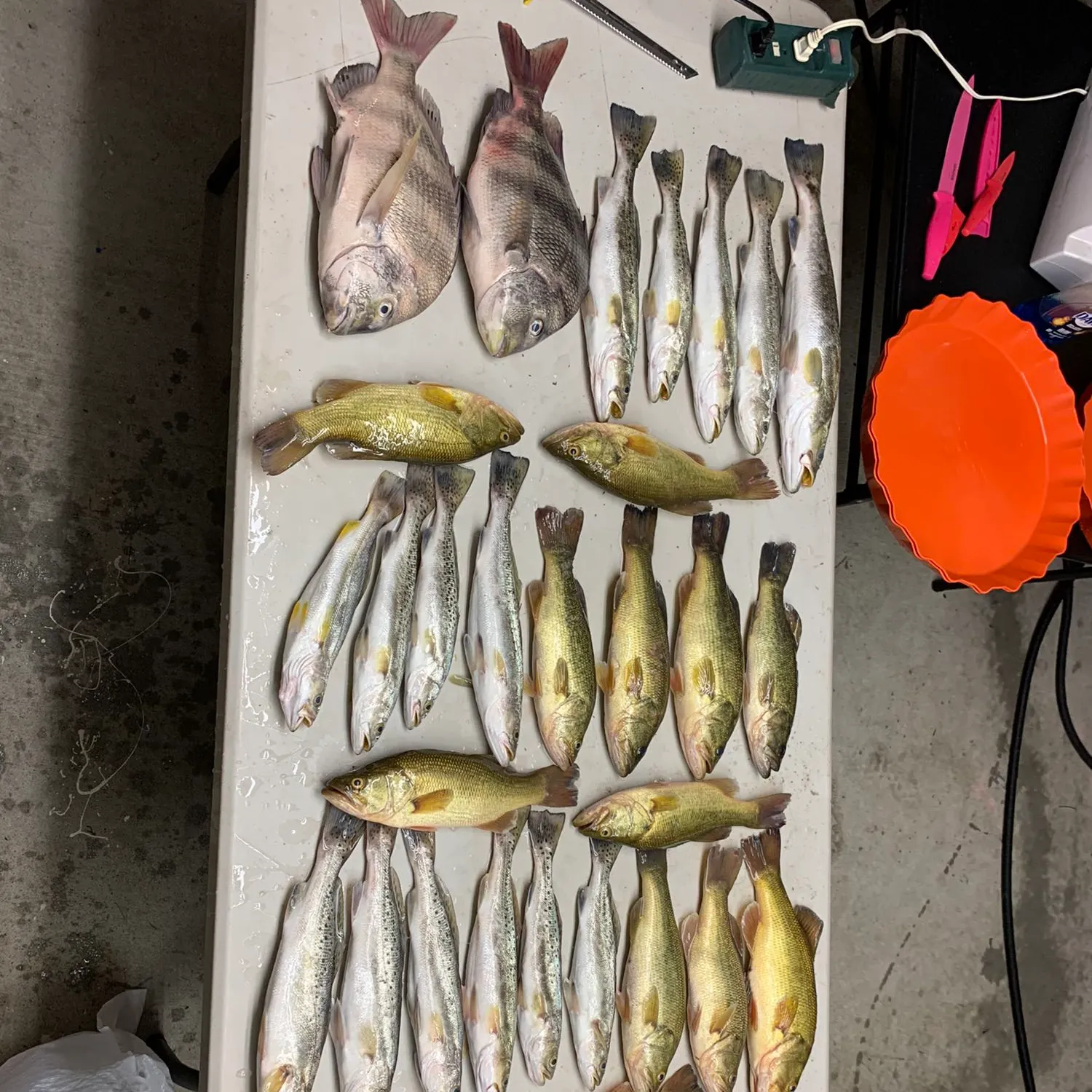 recently logged catches