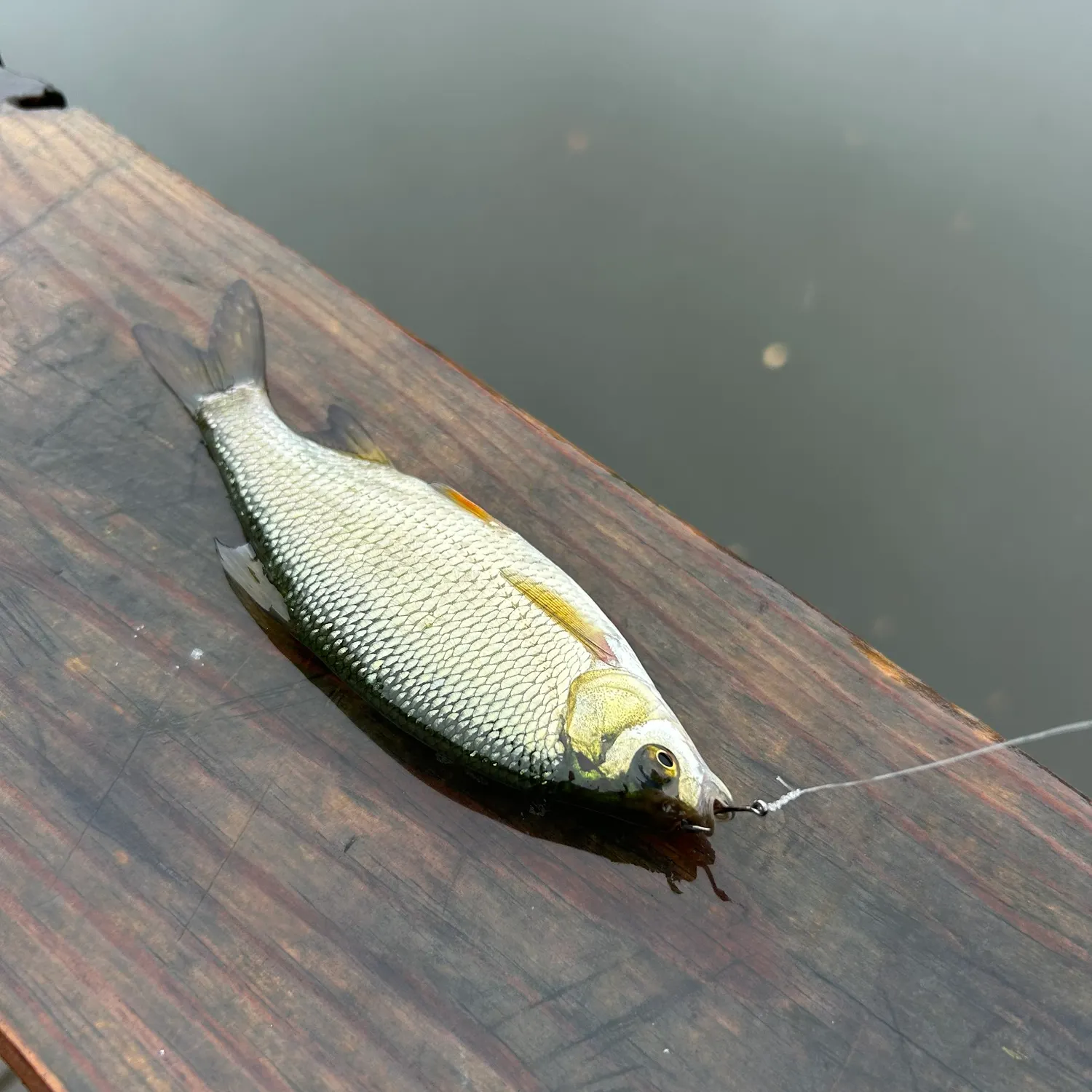 The most recent Sand shiner catches on Fishbrain