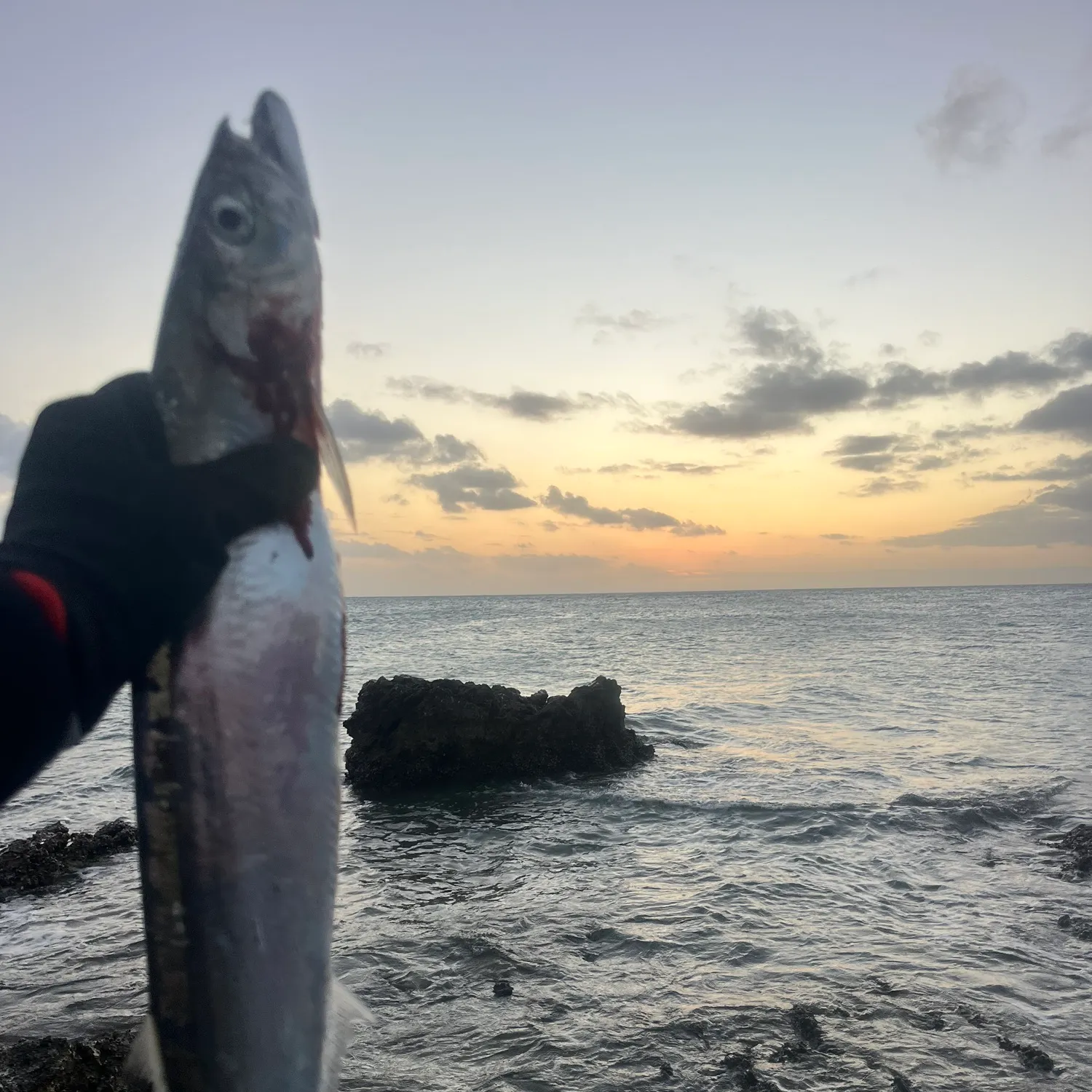 Silver scabbardfish caught on Fishbrain