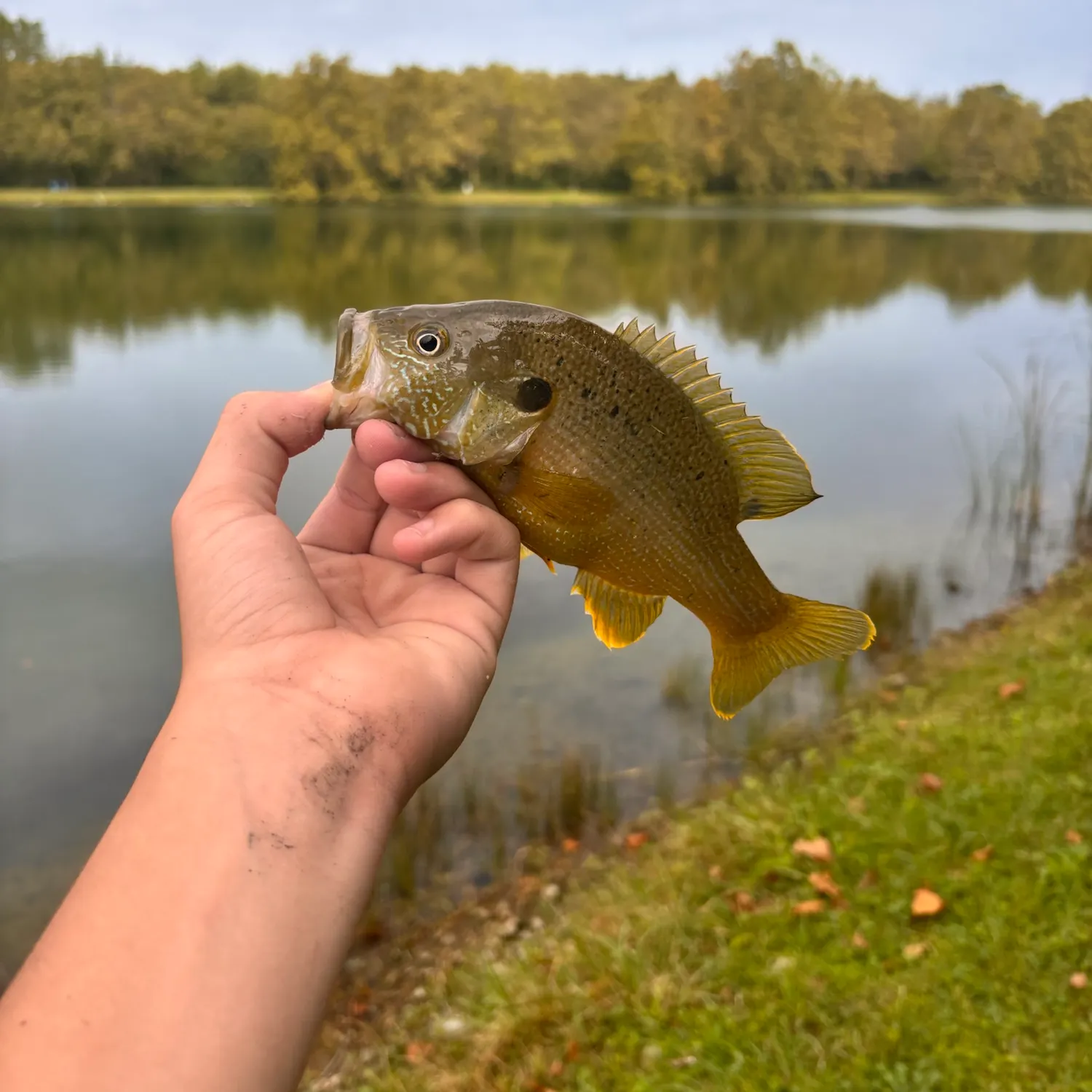 Green sunfish caught on Fishbrain