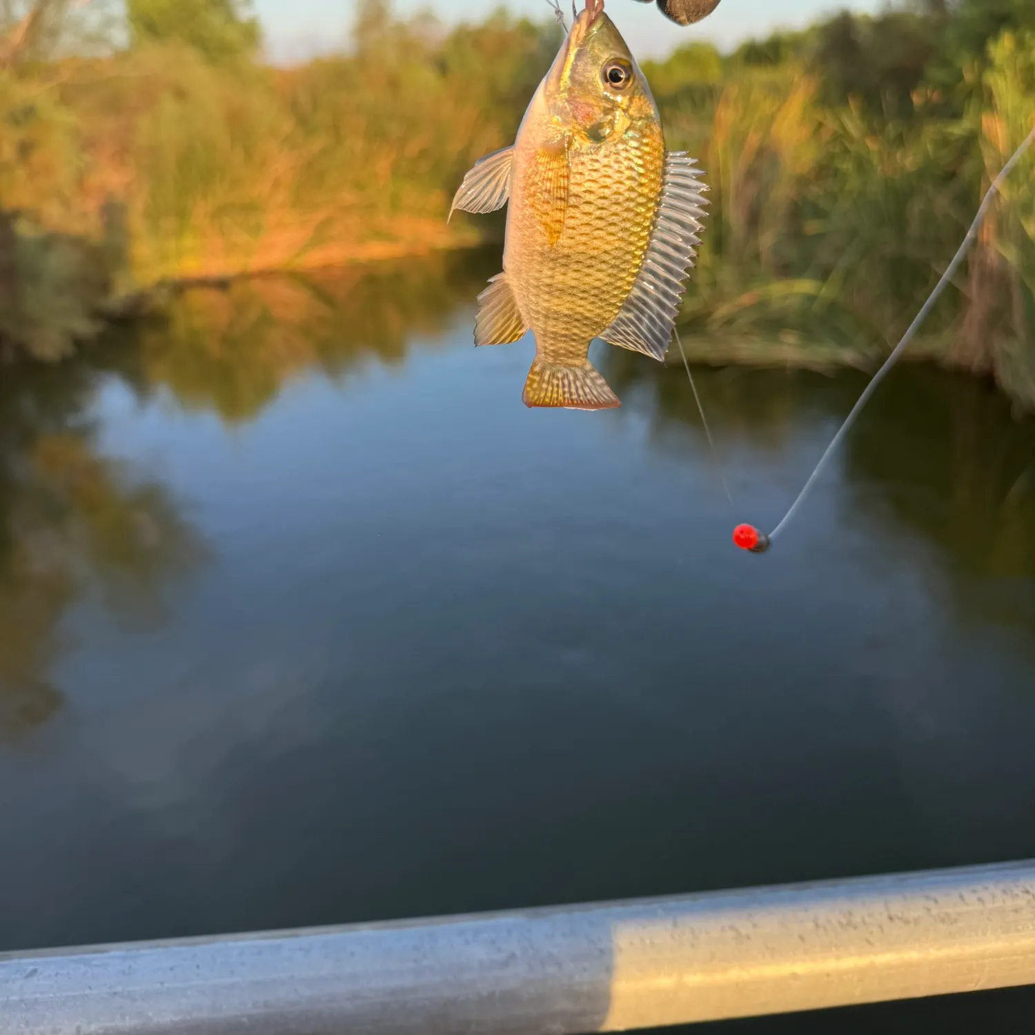 The most recent Redbelly tilapia catches on Fishbrain