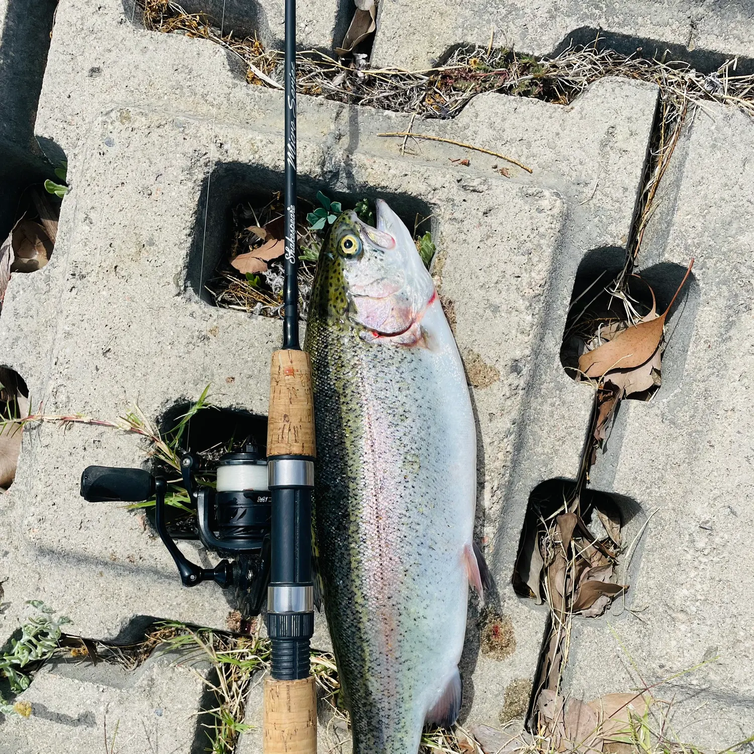 angler catch