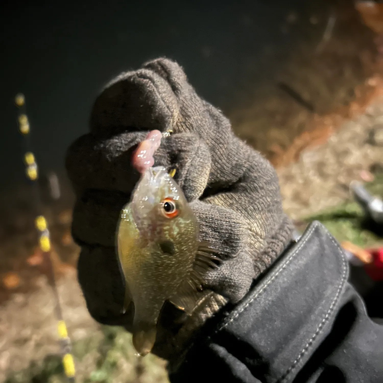 The most recent Orangespotted sunfish catches on Fishbrain