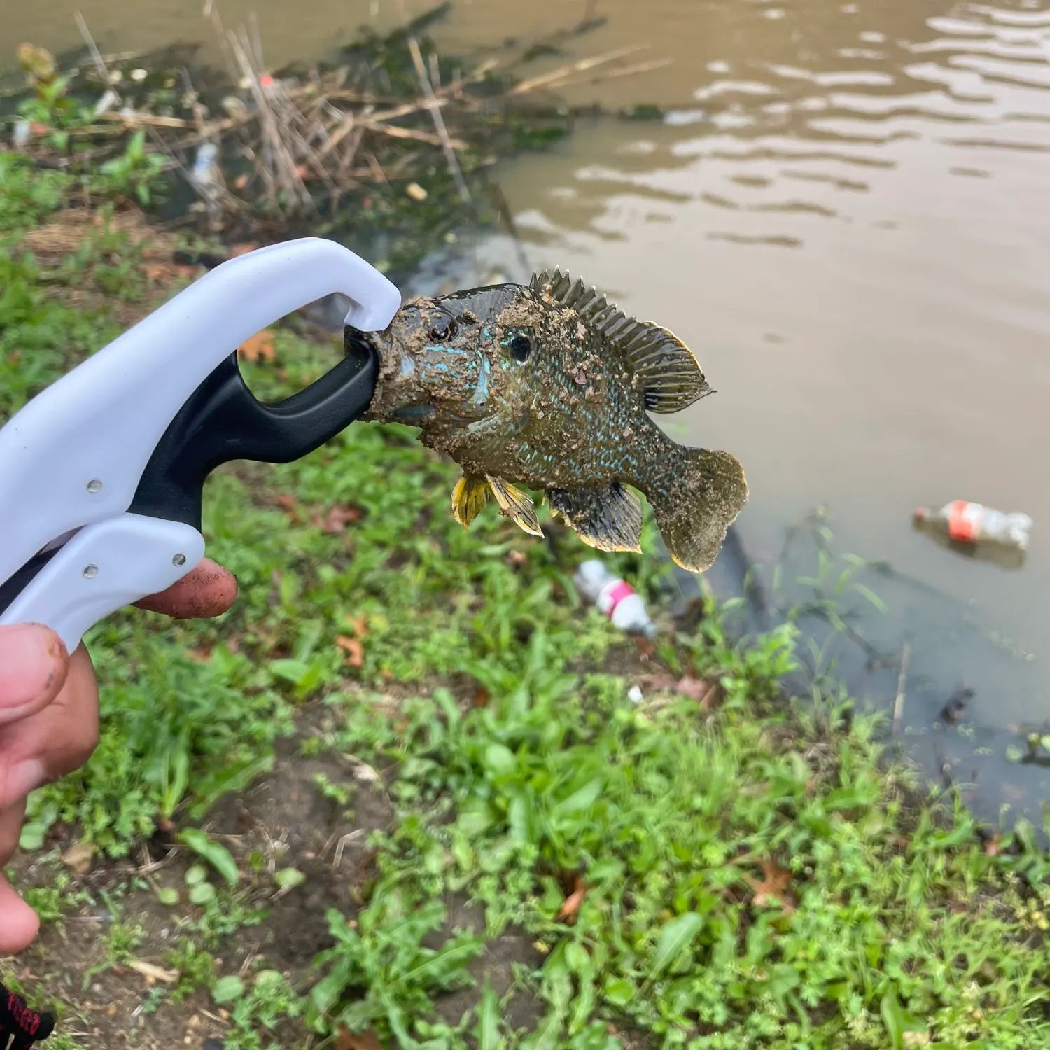 The most recent Dollar sunfish catches on Fishbrain