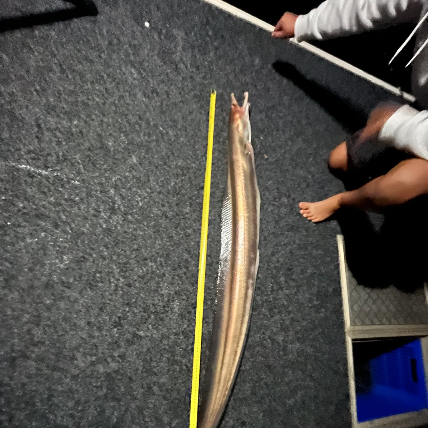 The most recent Common pike conger catches on Fishbrain
