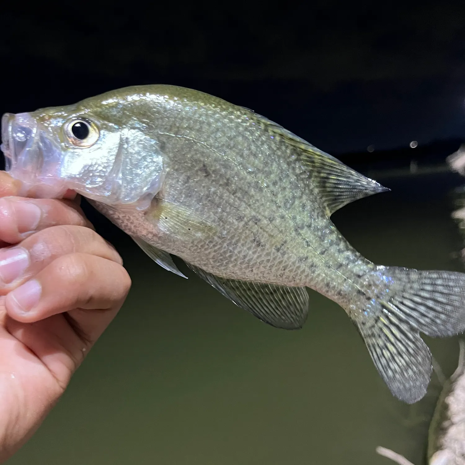 The most recent Magnolia crappie catches on Fishbrain
