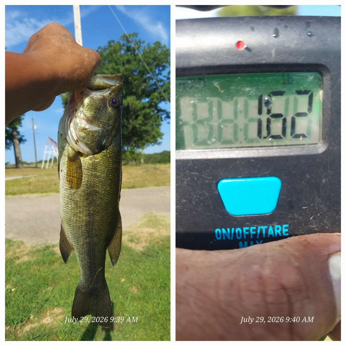 recently logged catches
