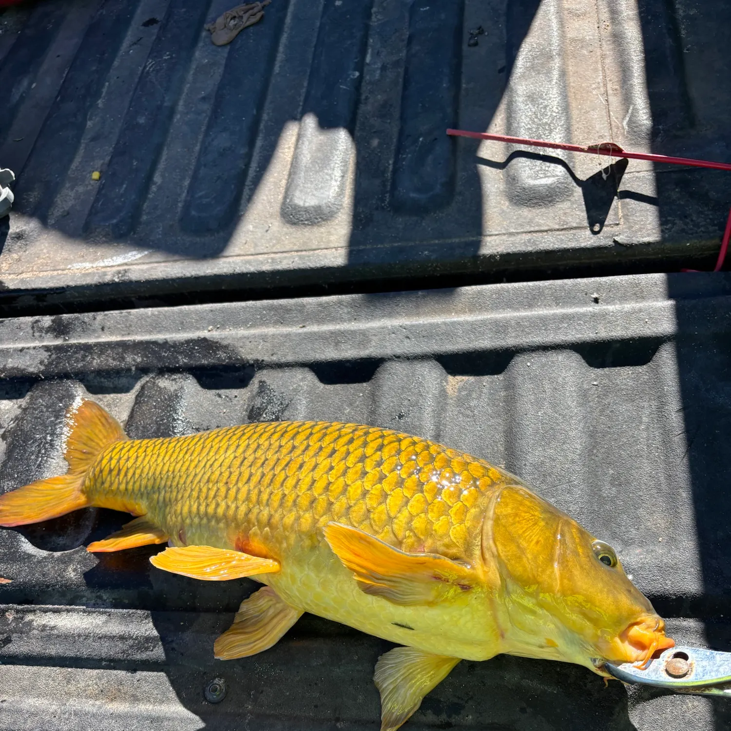 Common carp caught on Fishbrain