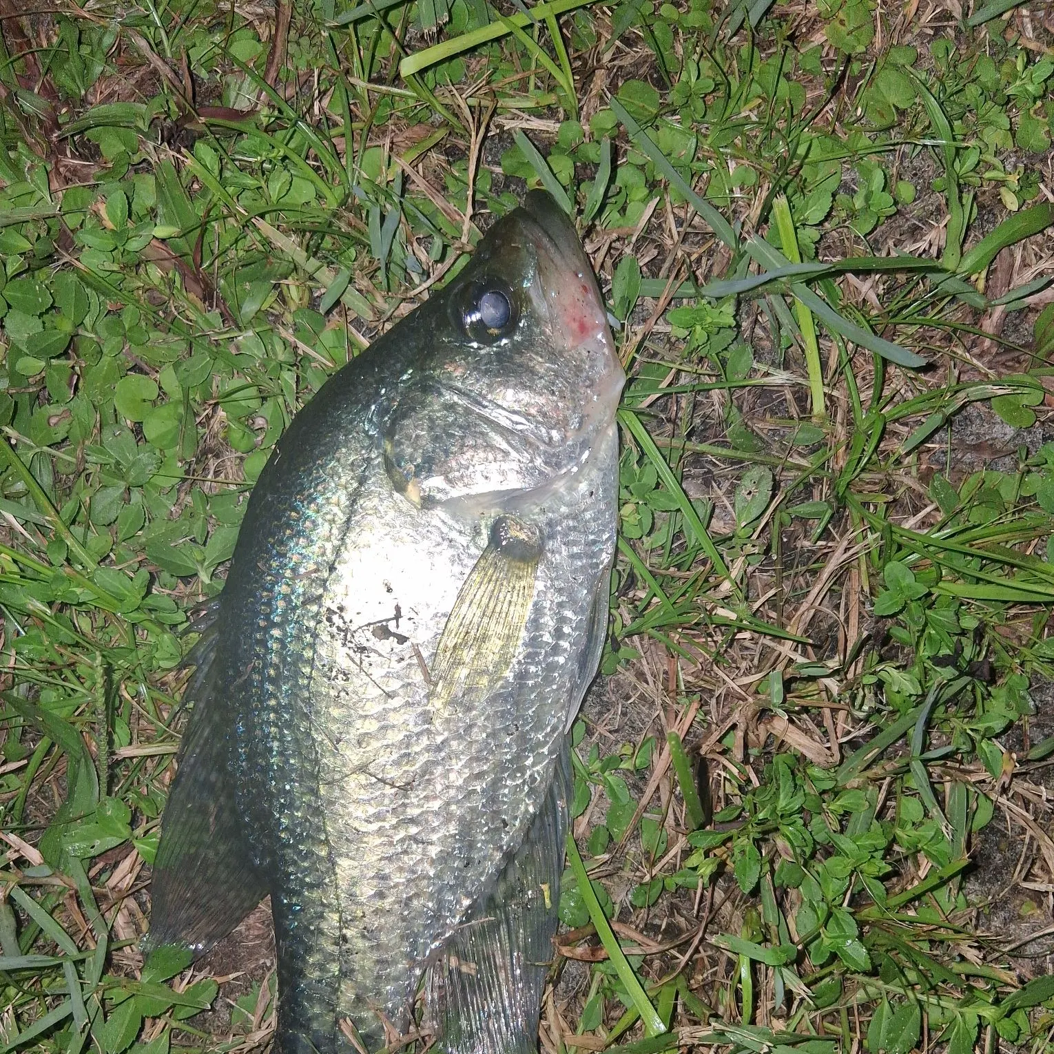 Black crappie caught on Fishbrain